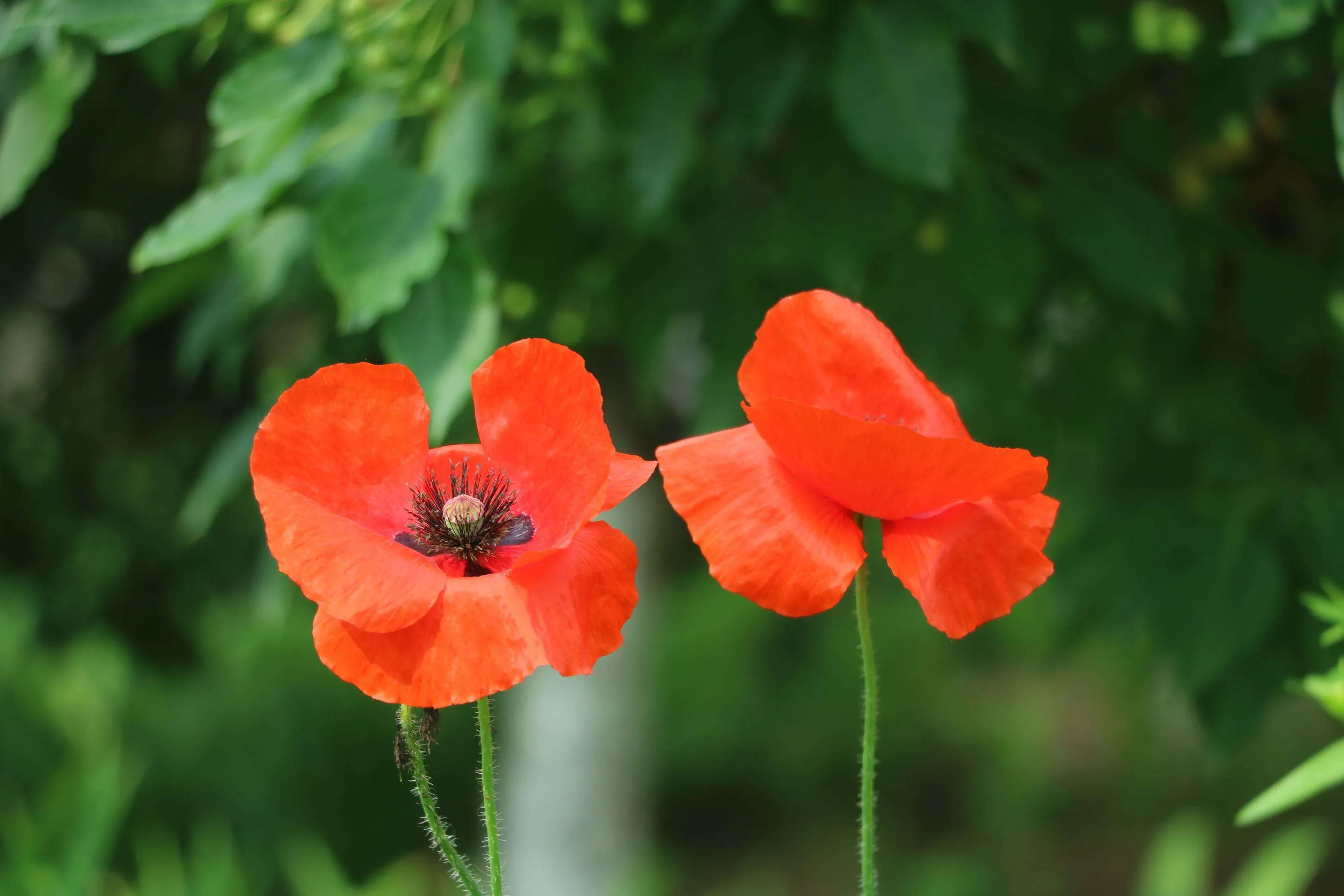 每日一花 花百科 丽春花 又名虞美人 赛牡丹 满园春 仙女蒿 虞美人草 罂粟科罂粟属草本植物 花期夏季 花色有红 白 紫 天天看点