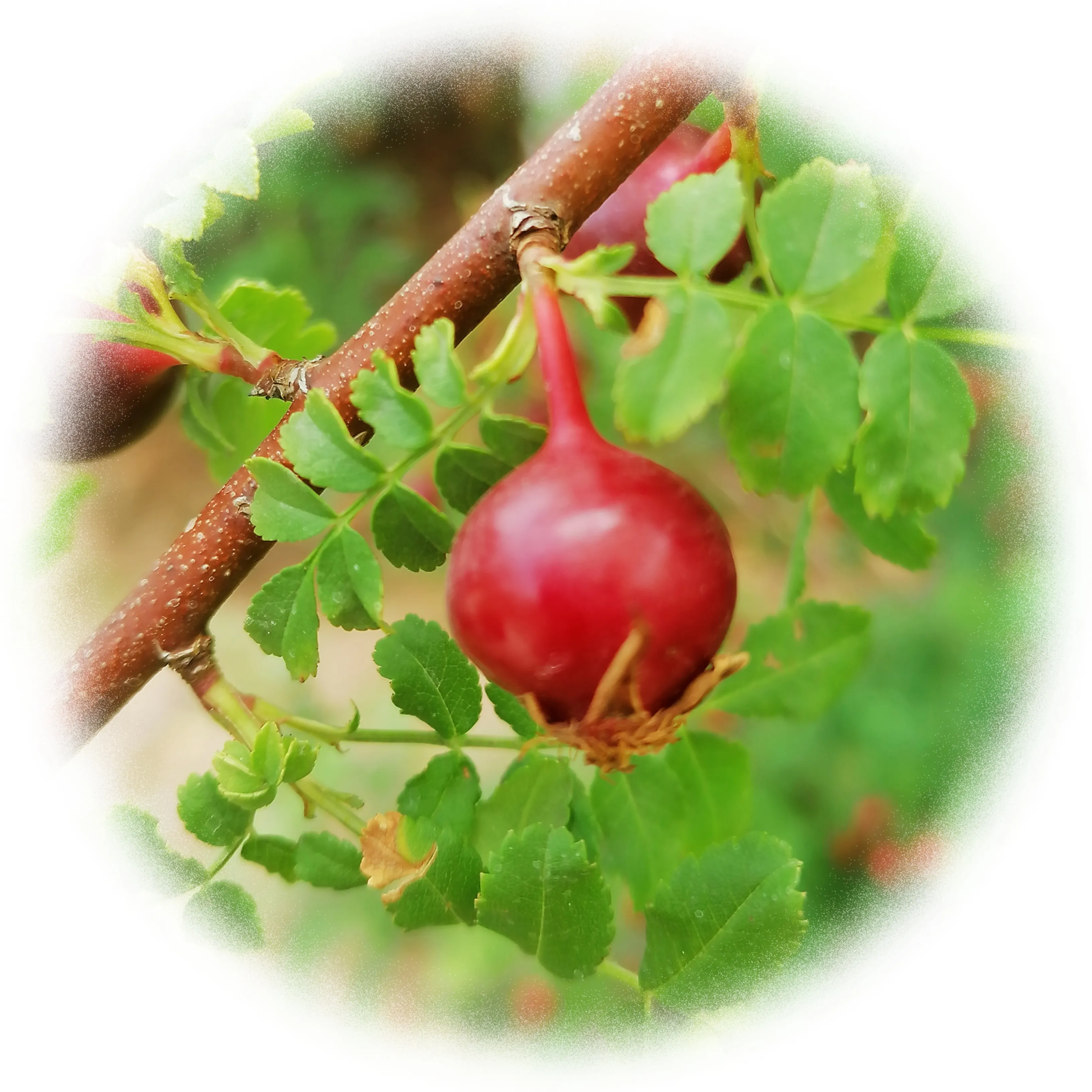 晒出我相机里的大自然 看到这些红彤彤的小果子 还以为是可以吃的野果 后来才知道是蔷薇花的种子 成熟的蔷薇花种子 是可以