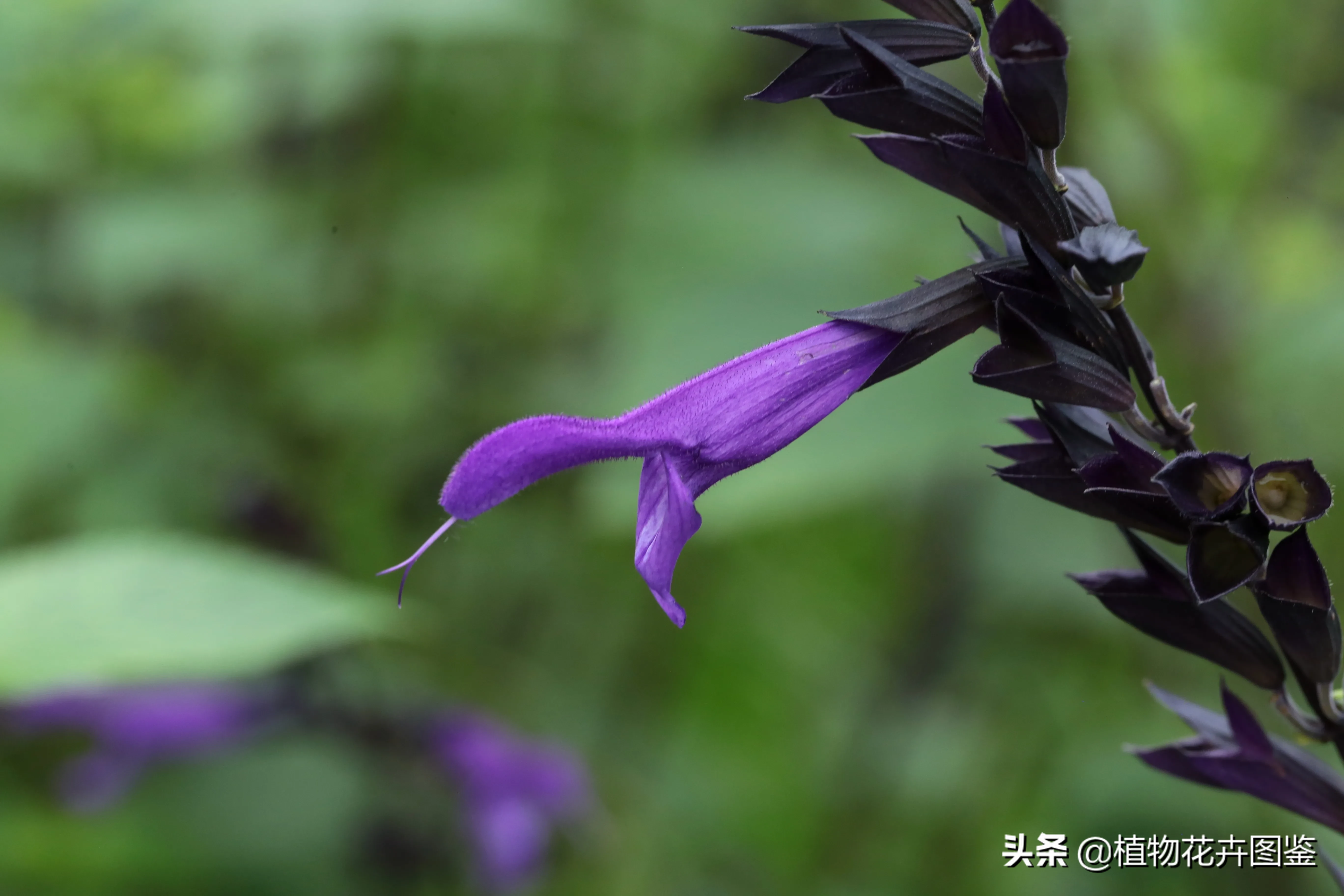 以上節約 植物 草花 アルゼンチン 草花２種完 Www Lacistitis Es