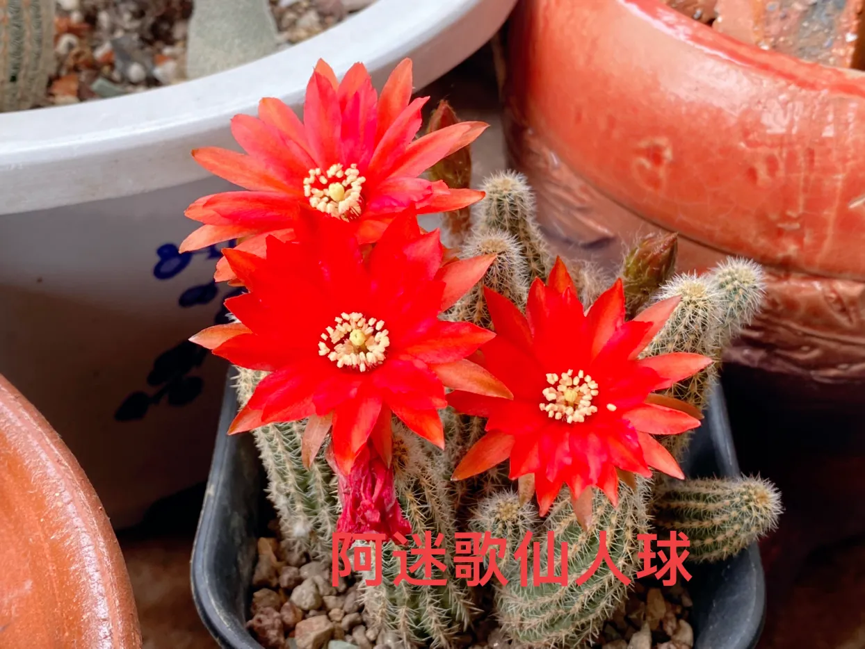 夏日花花大合集 初夏的江南 绿树已成荫 有棵仙人球 名叫阿迷歌 花开七八朵 红色太迷人 我在头条搞创作 人人能科普