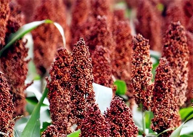 节气｜寒露时节天渐寒，温酒畅叙心更暖