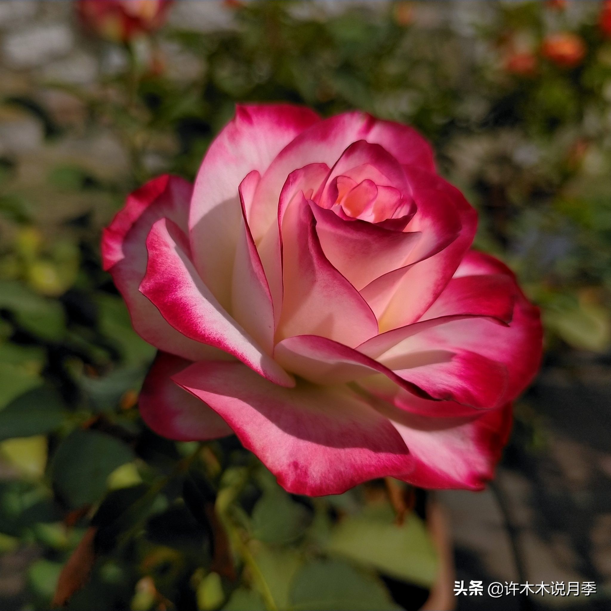 拥有两种颜色的复色月季品种推荐今天有花友让木木来给推荐一个双色的