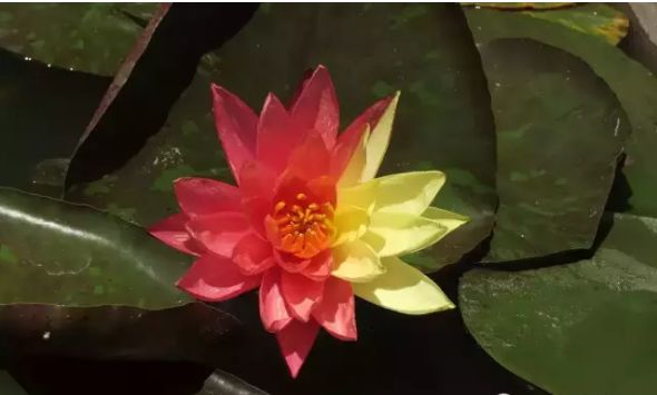 潔美睡蓮花一朵花能開出紅黃雙色 這樣的睡蓮你見過嗎 圓明園荷花基地現珍稀雙色睡蓮 萬維莎 蓮呈一半嫣紅 一半鵝黃 視覺 天天看點