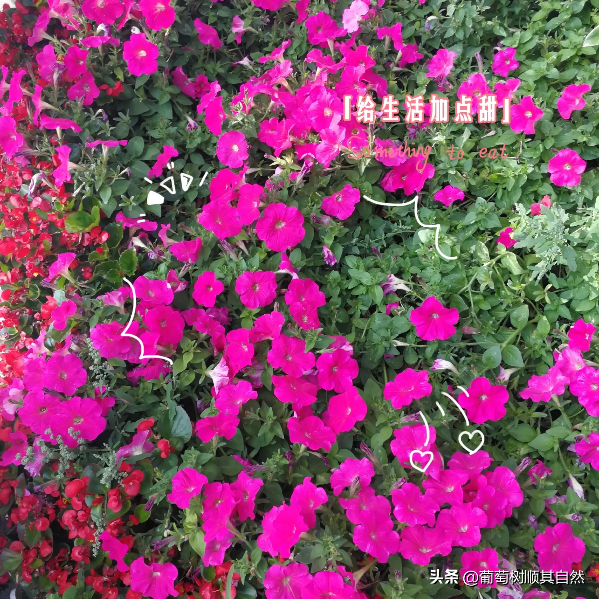 春桃花 夏蓮荷 秋菊花 冬臘梅 四季之美 各有千秋 正是春有百花秋有果 夏有涼風冬有雪 感恩上蒼 初夏也有花兒綻放 真是 天天看點