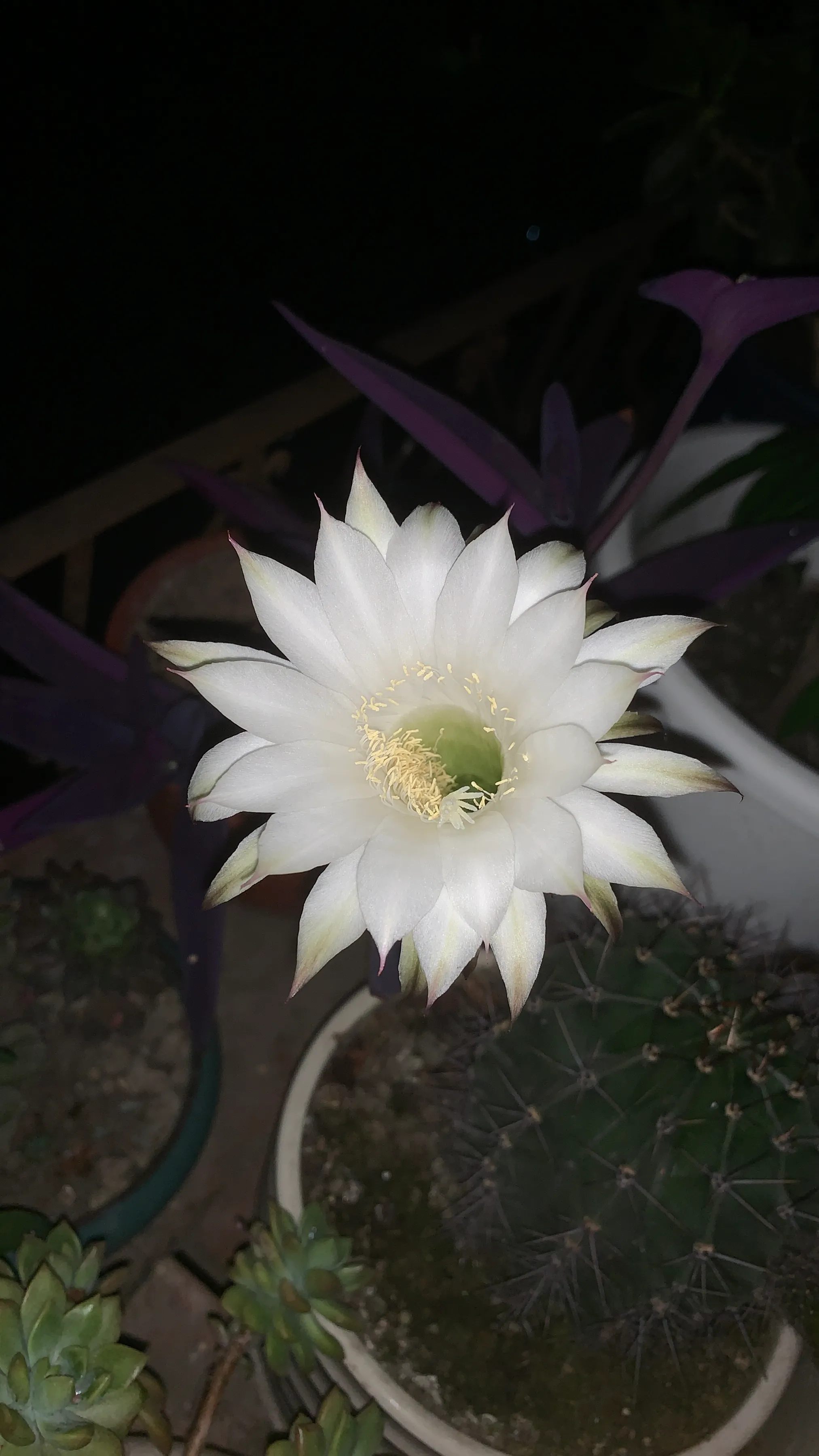 哈哈 我的仙人球又开 了 白色 大朵的花朵很是好看 洁净 高雅 科普了一下 我种的仙人球是短毛丸 名字听起来很是可爱 短 天天看点