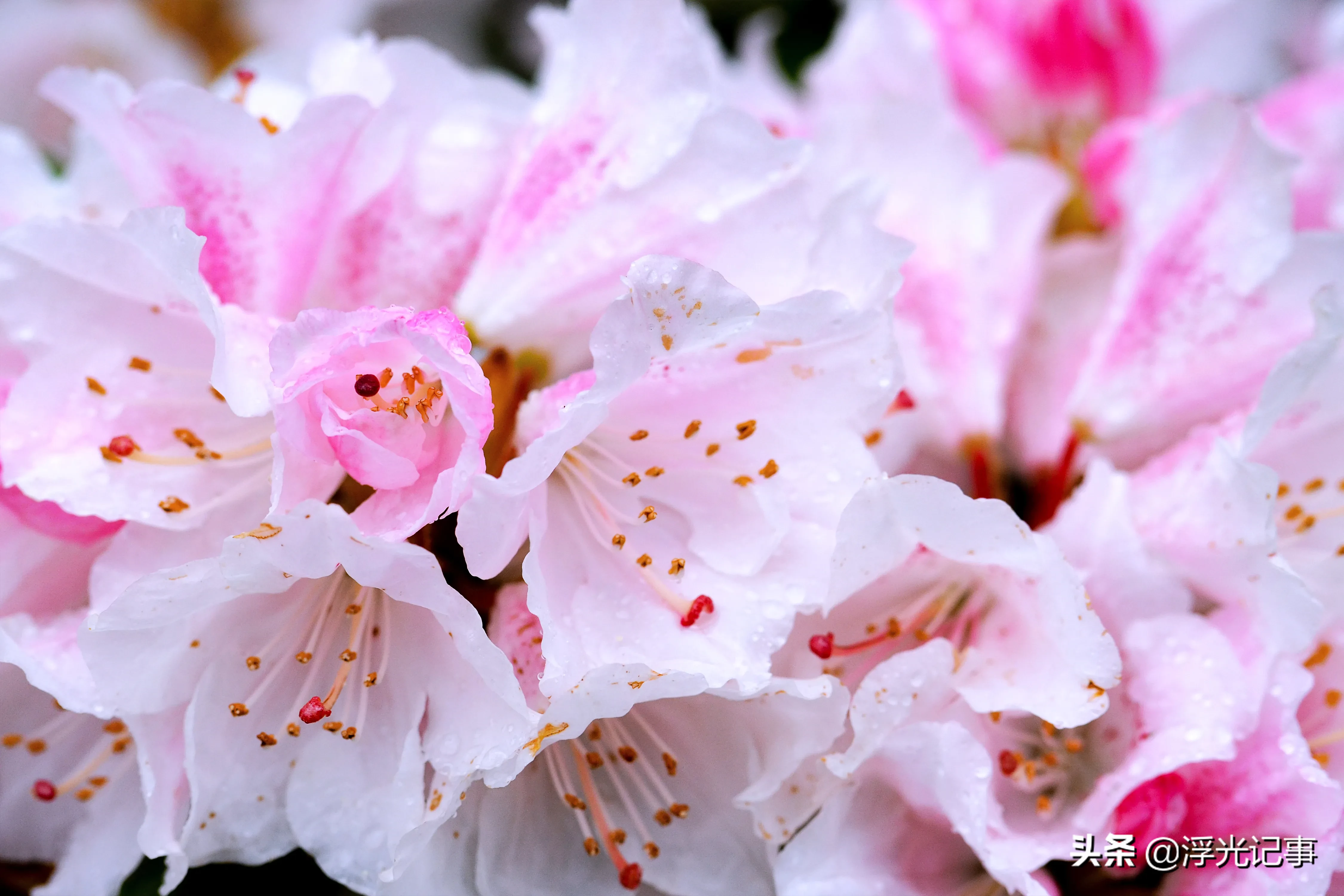 杜鵑花 我能漸變我驕傲杜鵑花科杜鵑屬 常綠灌木中國十大名花之六 杜鵑花是8月8日生日花太喜歡這種自己就能搞個漸變出來的花