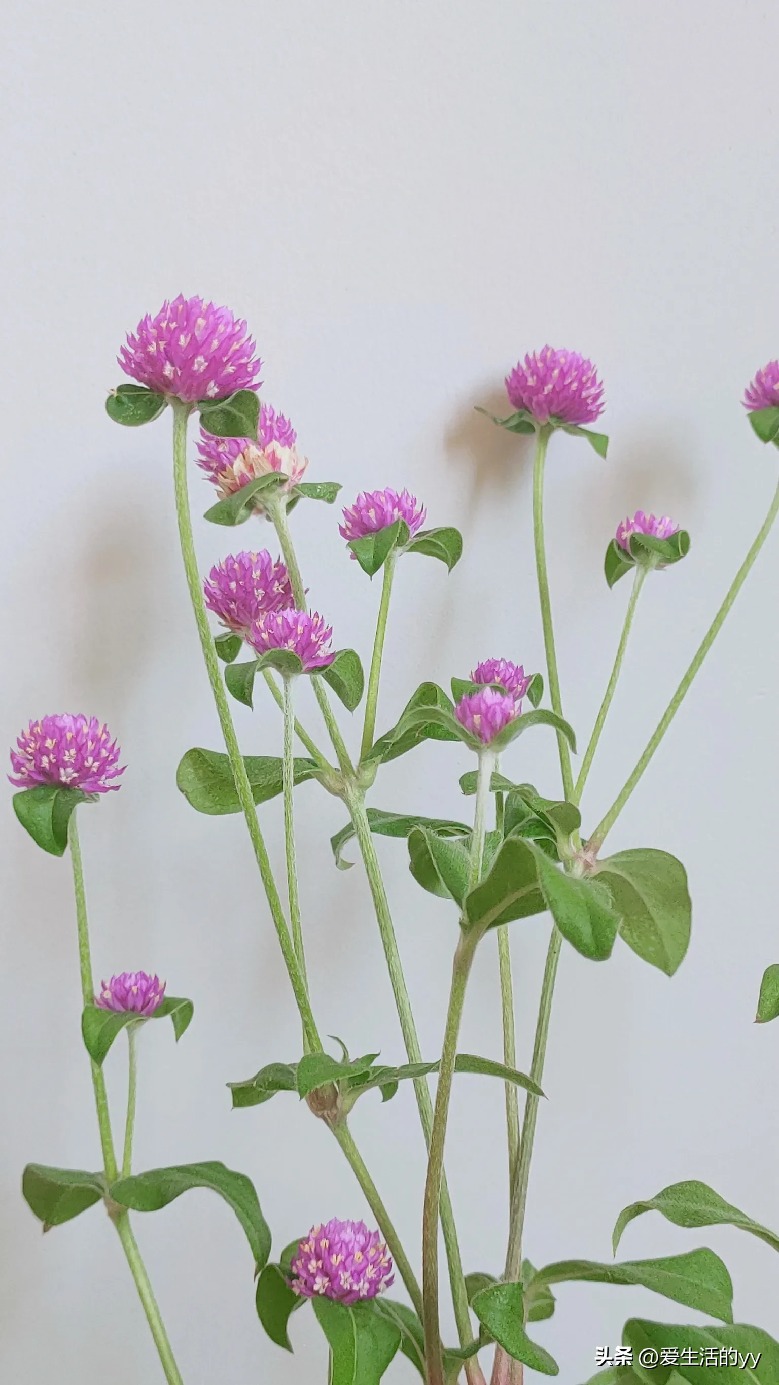 一棵千日紅的主枝幹上會長出許多側枝 每個側枝頂端會開出一朵桃紅色的花 花瓣層疊 形成一個小花球 花色經久不衰 能紅千日 天天看點