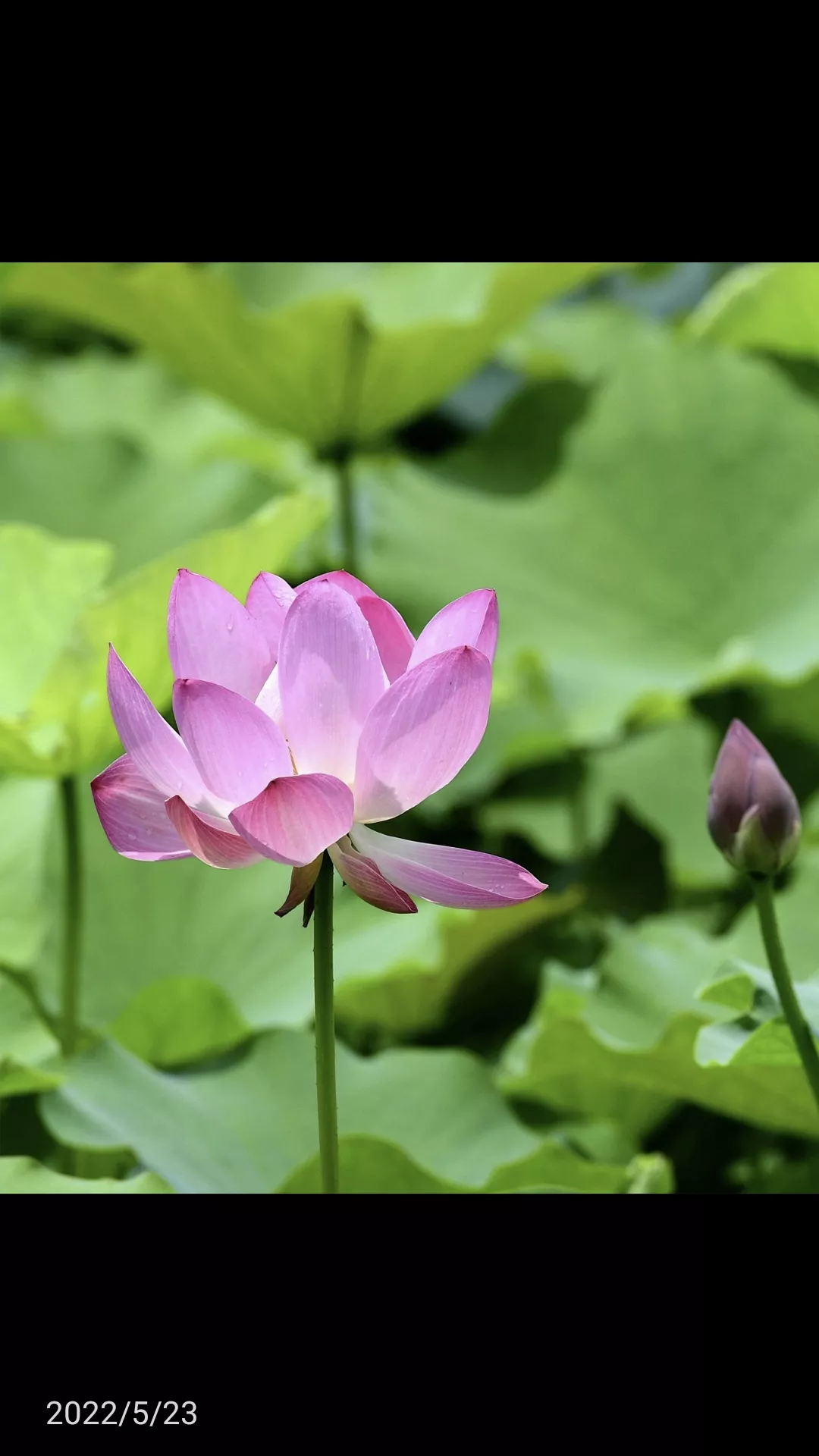 一剪梅 荷池22 5 23荷花嬌豔滿池香 葉子翠綠 花吐芬芳 一輪驕陽照湖上 夏日荷花 風吹搖蕩 芙蓉含笑遊人賞 蜻 天天看點