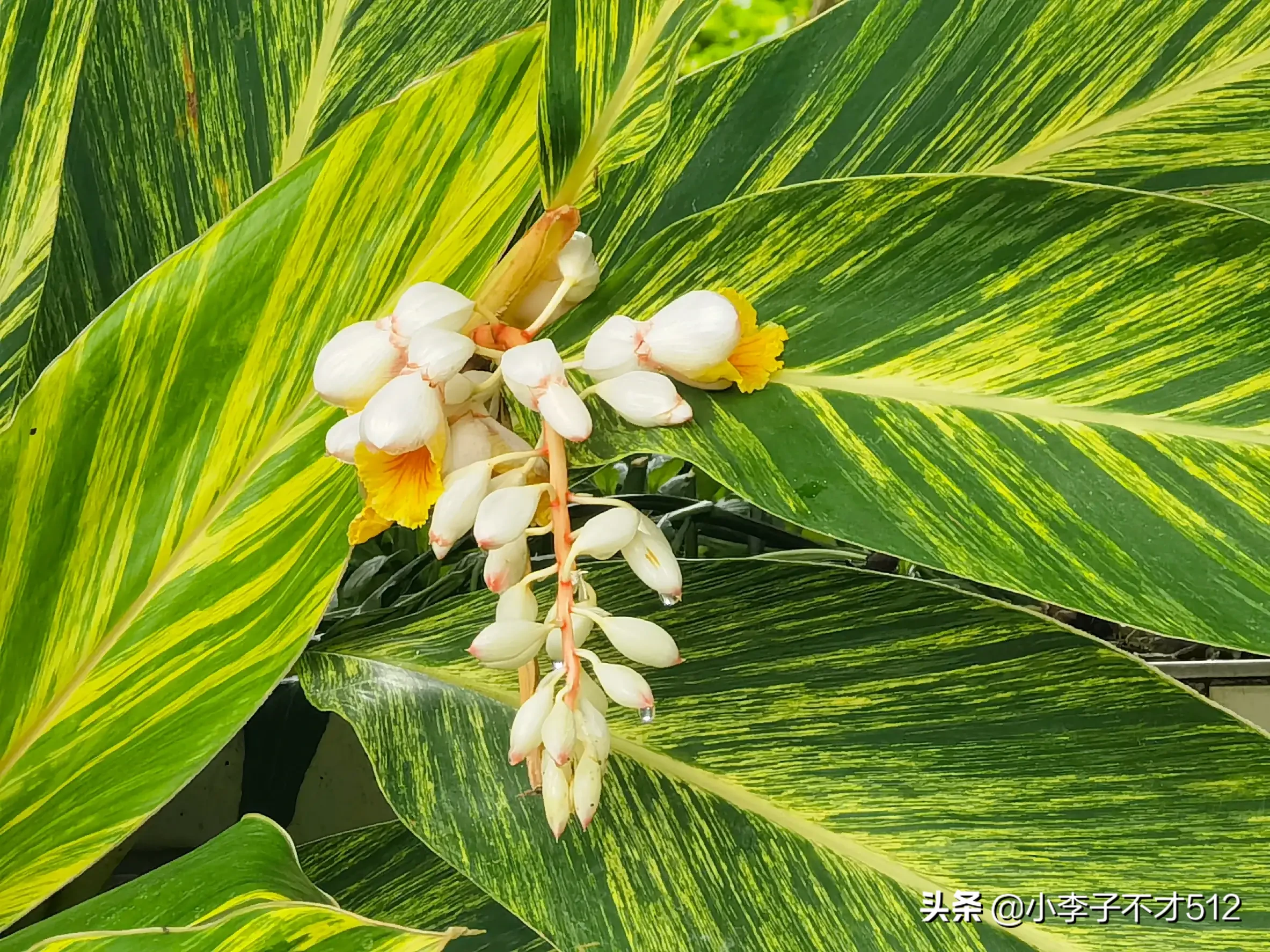 三圖奉上 野山姜花這種綠植遍布每一個小區 有小區區花之美稱 但是經常被忽略 普通花語 永遠将記憶留在夏天 驚豔一下 驚豔 天天看點