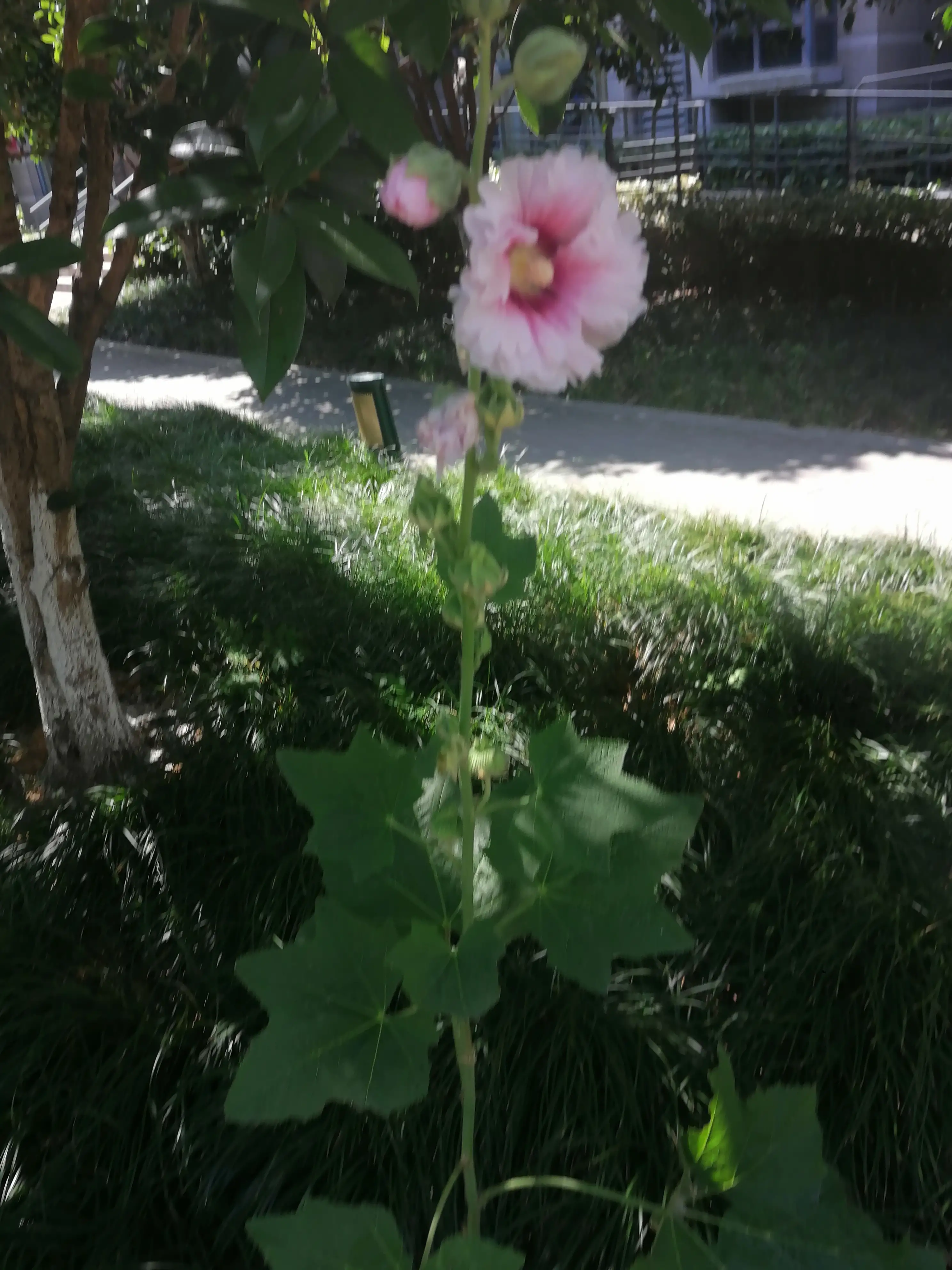 四天前后蜀葵花 盛开期美艳多彩 小区偶然发现的一株 6月7日美不胜收 花朵大而多 今天去看 相隔四天 简直是天壤之别 孤 天天看点