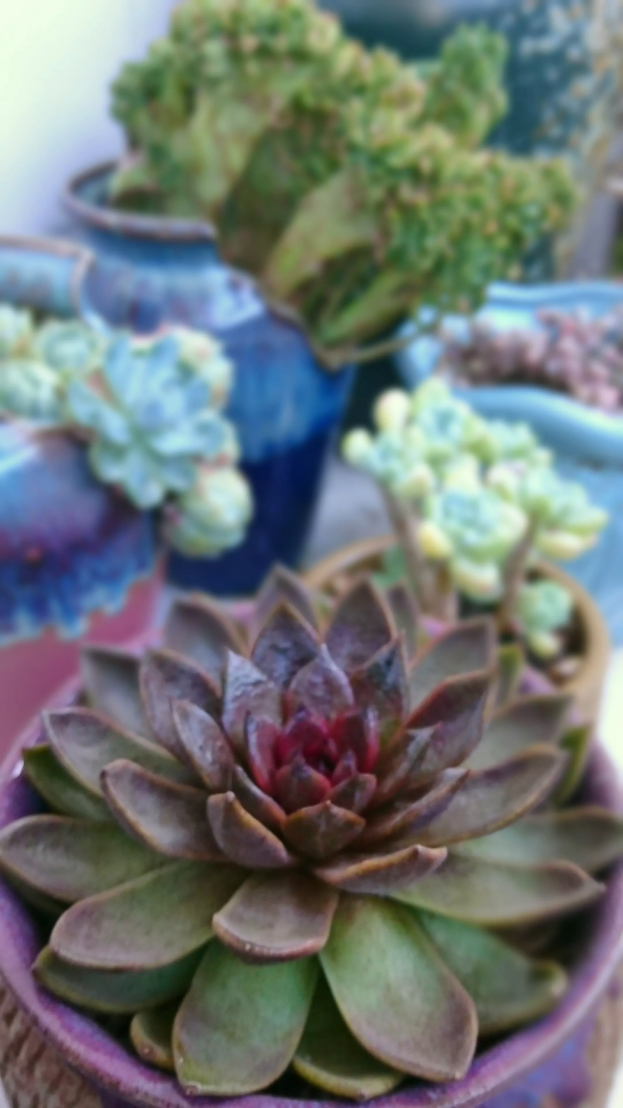 随手拍 多肉植物 紫水晶 黄丽 紫乐 粉蓝鸟 红宝石 欧版紫珍珠 夏天不退色 好养 天天看点