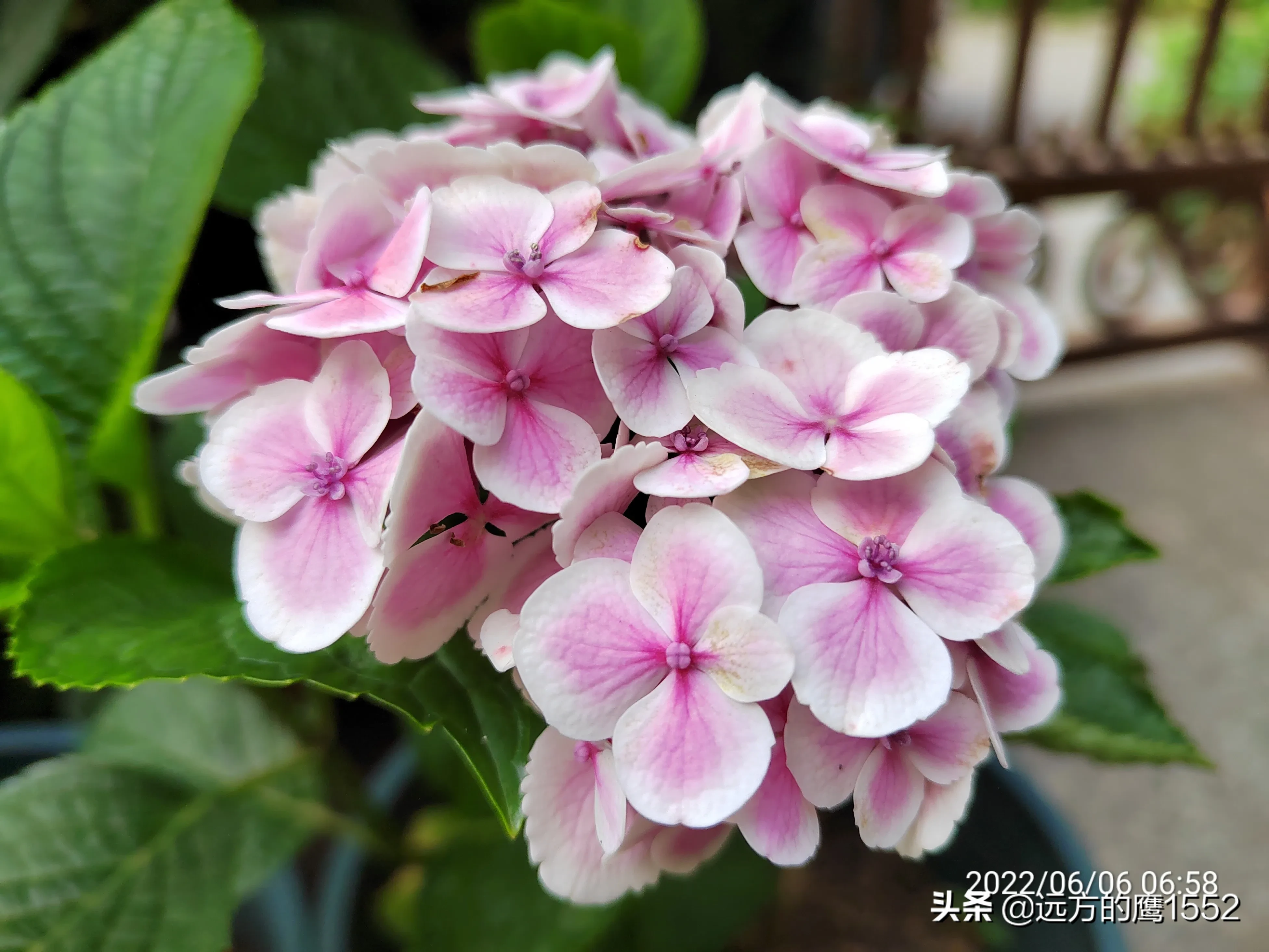 绣球花是我最喜欢的花卉之一 绣球花型丰满美丽 花开赤橙黄绿紫粉蓝 色彩缤纷 悦目怡神 我家的绣球花道成了小院的一道靓丽的