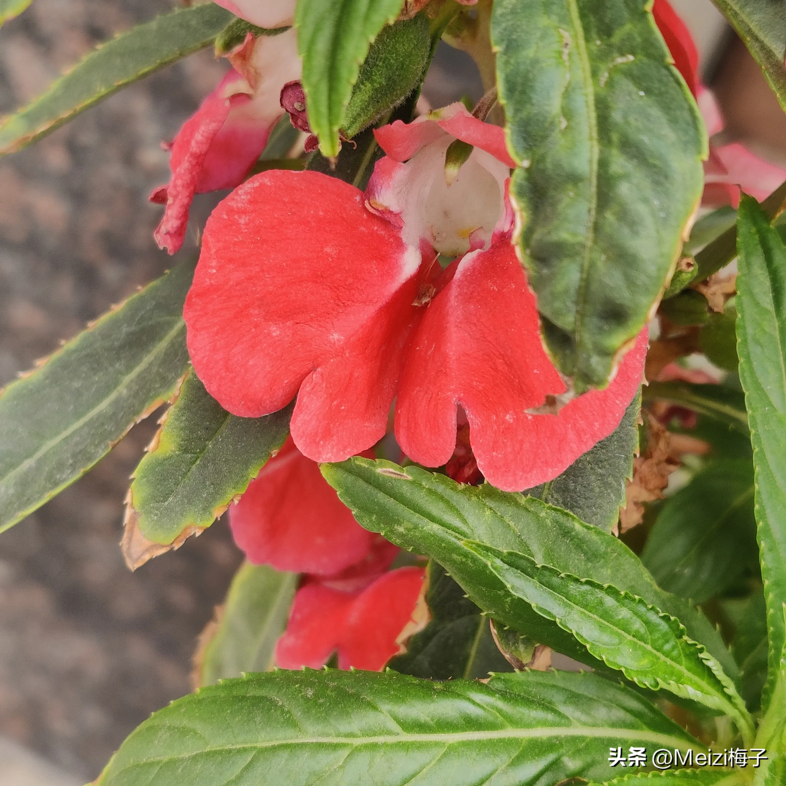 指甲花 學名鳳仙花 有多種顔色 因為這種花可以染指甲 故稱指甲花 染指甲的方法 1 晚上睡覺前 摘幾把指甲花 加一點白礬