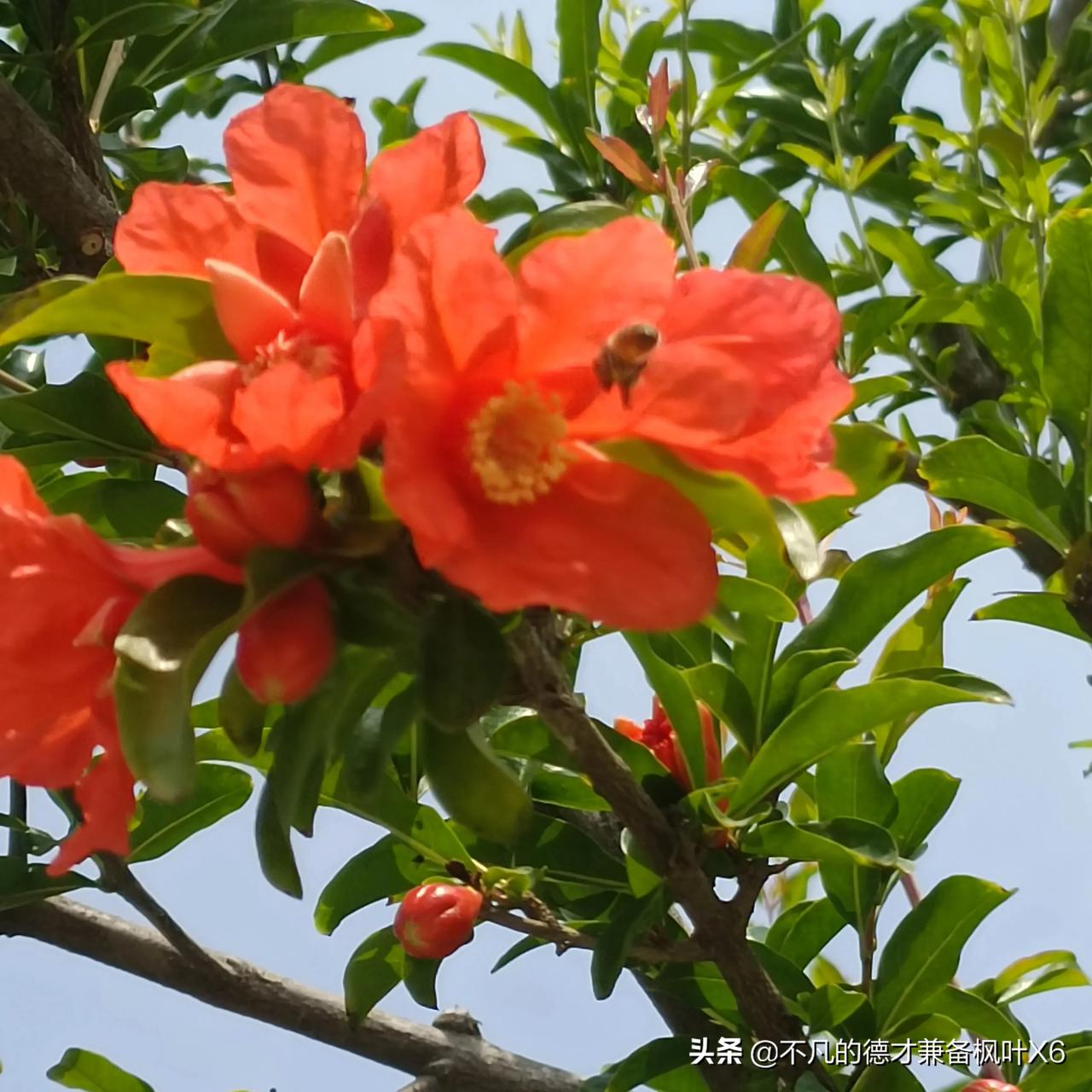 今日头条