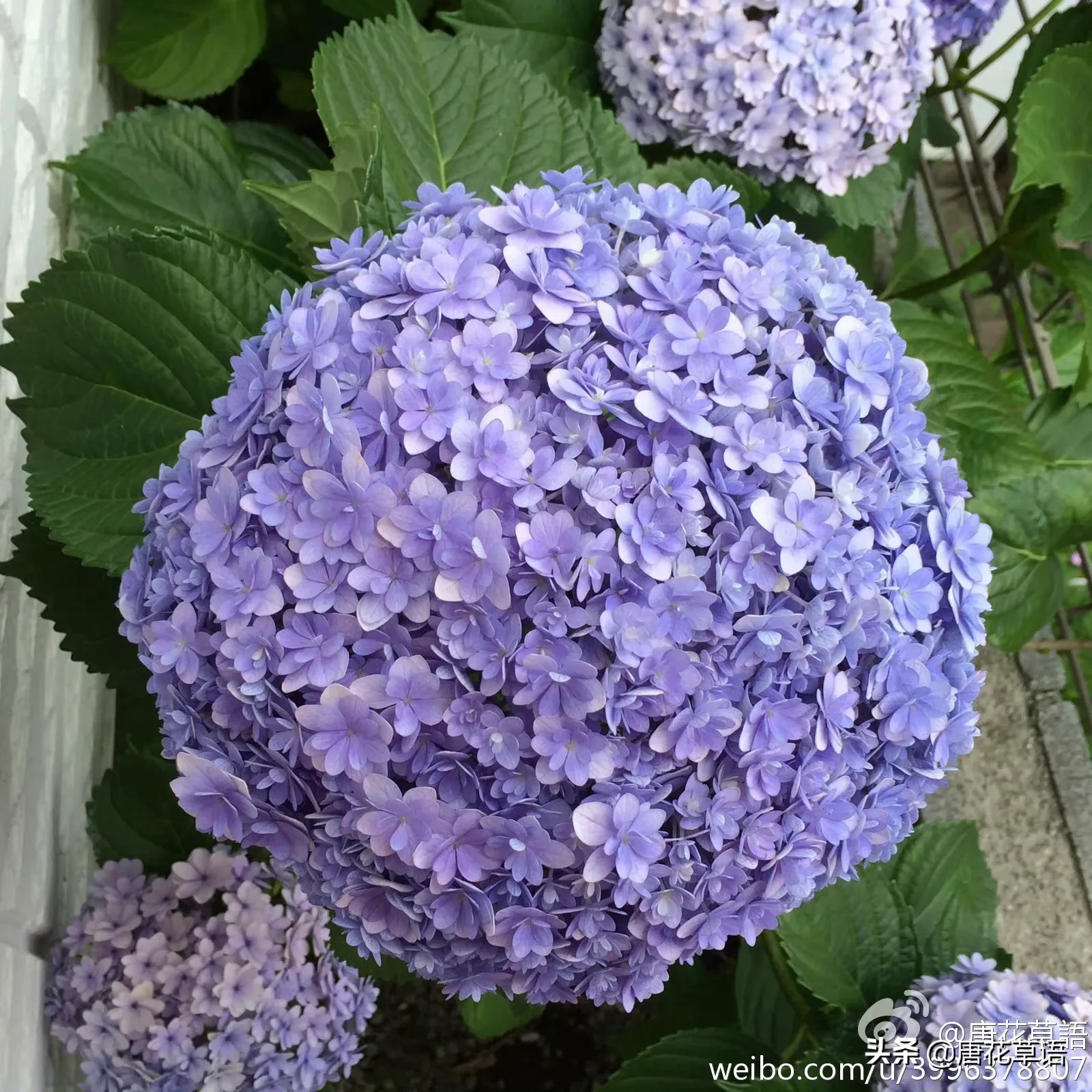 花手鞠 绣球花 种过一棵最完美的花手鞠 蓝色 立体 几乎是滚圆型 不信你看看 你种的花手鞠可能只是半圆或2 3圆 且 天天看点