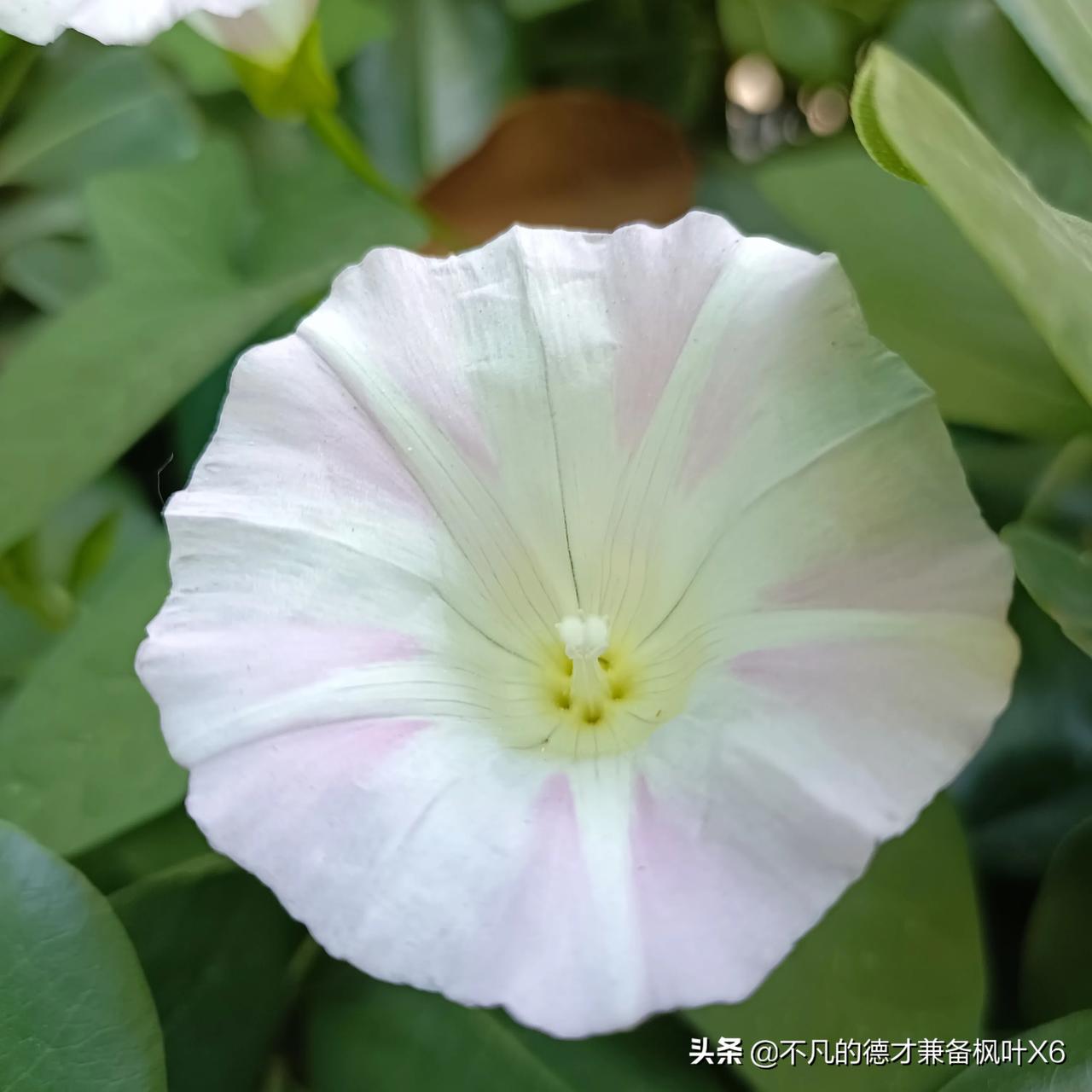 今日头条