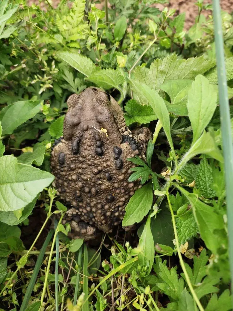 這隻牛蛙 好大個 我想去抓回來做美食 又不敢抓 捂臉 捂臉 捂臉 天天看點