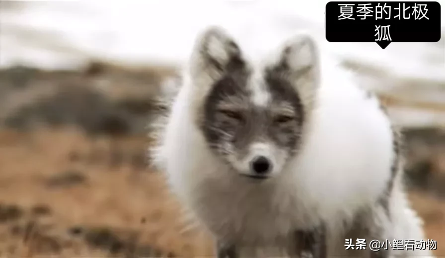 食肉目犬科狐亚科北极狐属分布 北欧 北美 格陵兰岛 冰岛食性 肉食动物天敌 红狐 北极狼 天天看点