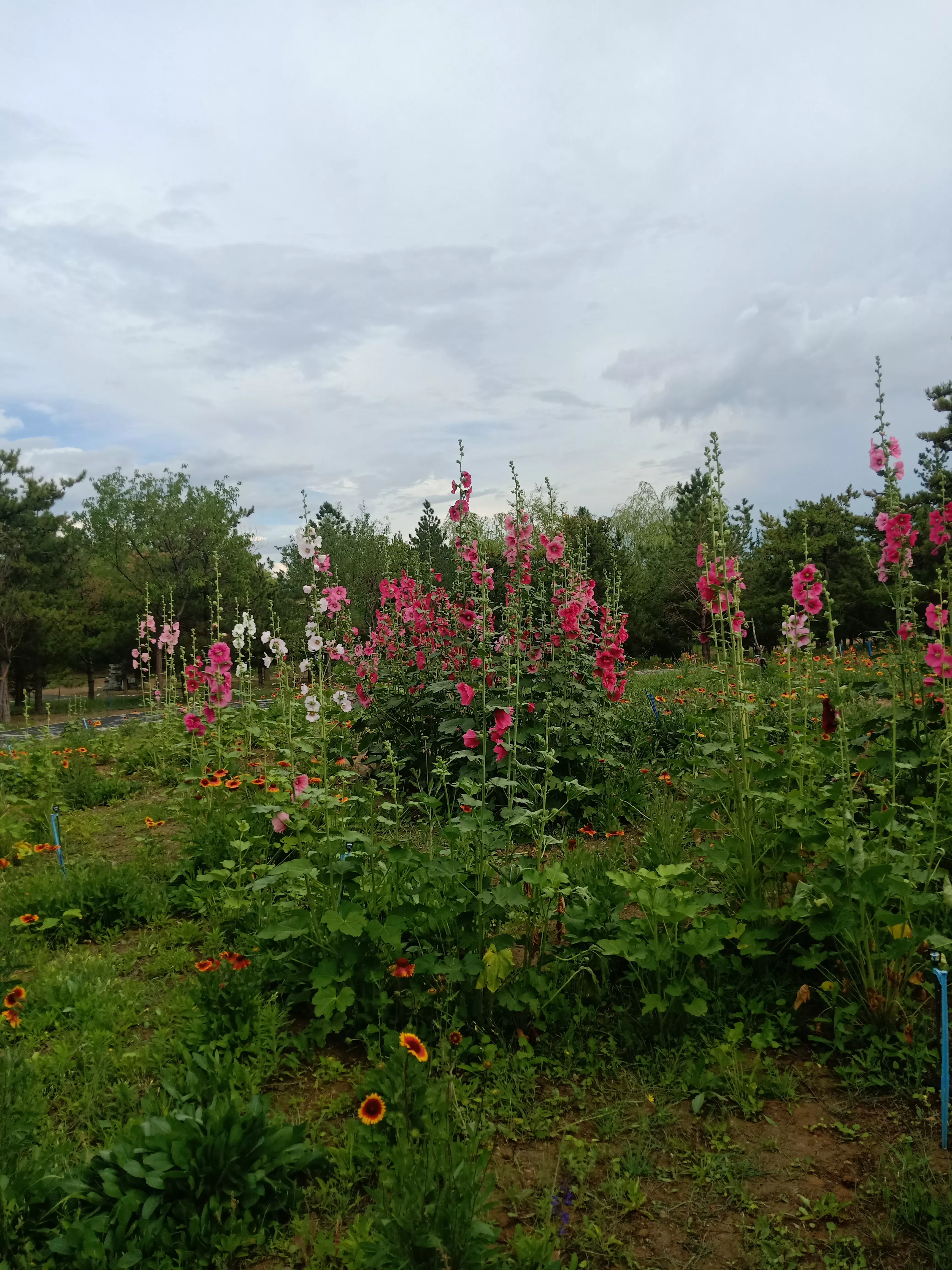 夏日賞花時刻 今春至夏花事 麻花頭 蜀葵 石竹 薊 旋覆花 海棠 玉蘭 紅杏 天天看點