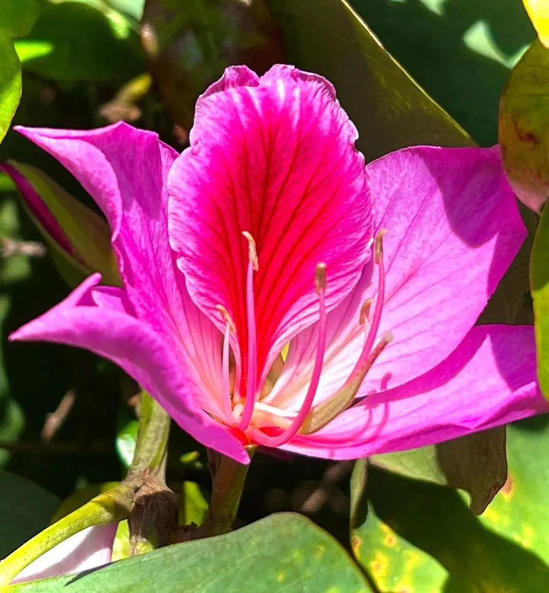 頭條花卉照片集 七月一日 香港回歸二十五年 紫荊花綻放絢麗 繁蕊粘條簇茜塵 挨牆傍壁爍荒榛 風傳兄弟知何樂 雨噴精