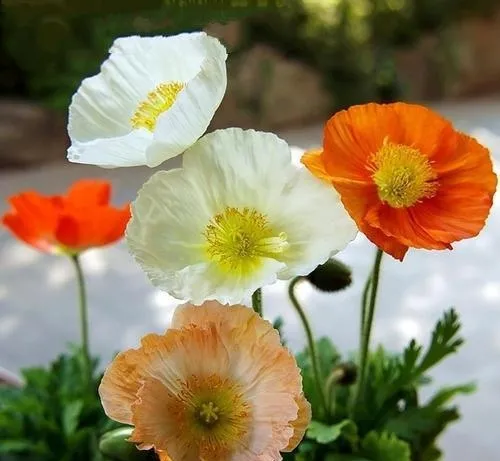 每日一花 花百科 丽春花 又名虞美人 赛牡丹 满园春 仙女蒿 虞美人草 罂粟科罂粟属草本植物 花期夏季 花色有红 白 紫 天天看点