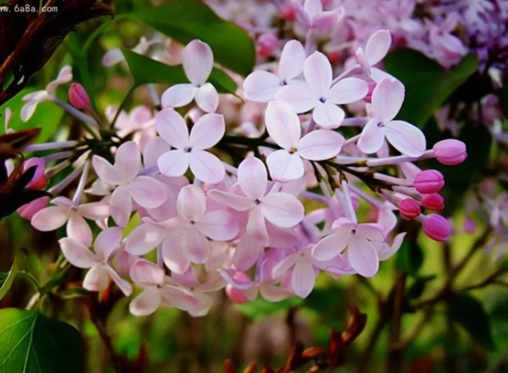 坦尚尼亞國花 丁香花花語 美麗 高潔 純真 思念勤奮 謙遜 激勵 象征學校良好的校風 你說你最愛丁香花 圖檔來源網絡鮮花