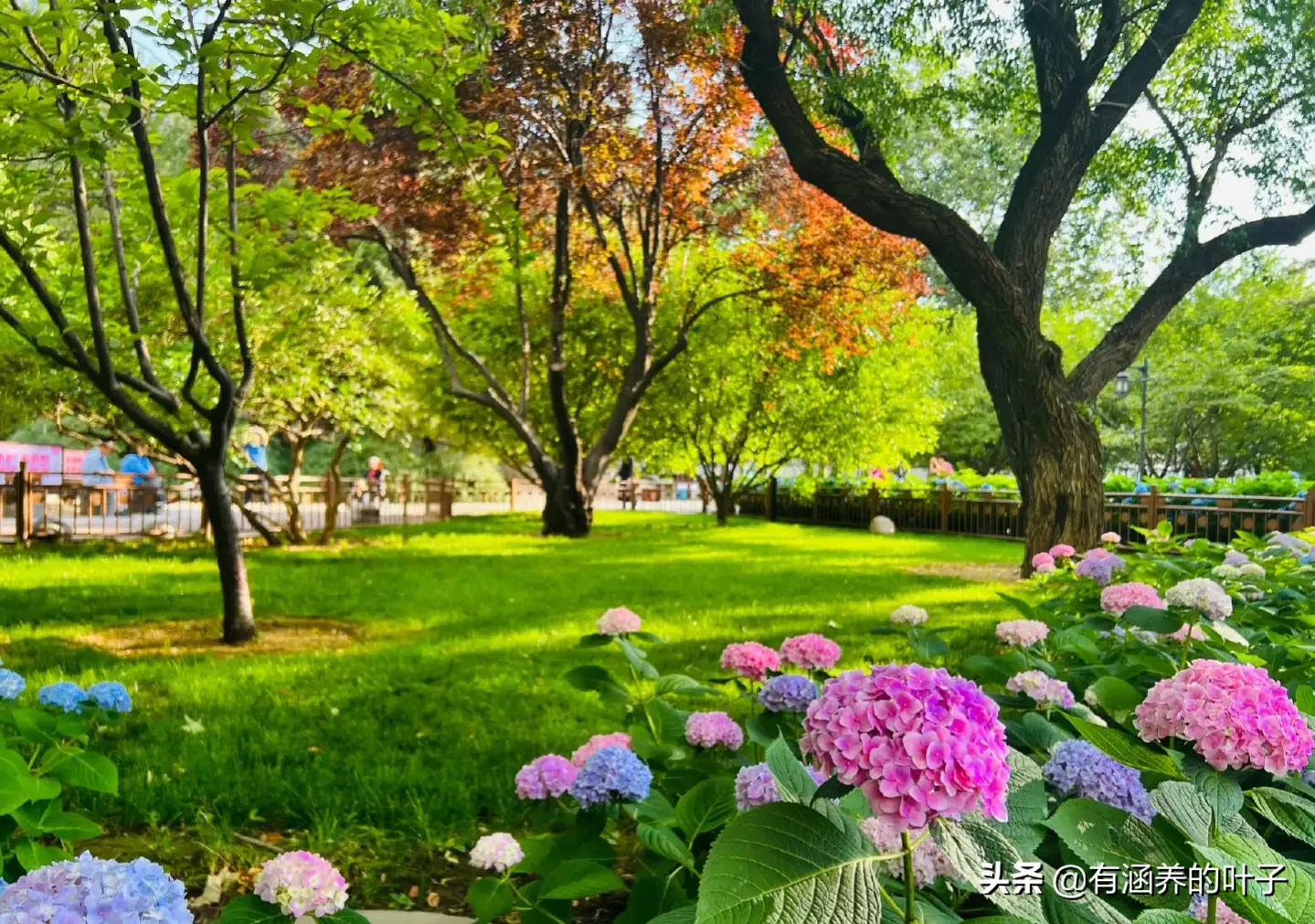 春末夏初 转眼就到了绣球花开的好时节 绣球 又名八仙花 紫阳花 落叶灌木或小乔木 绣球花开 繁花锦簇 美不胜收 光影中的