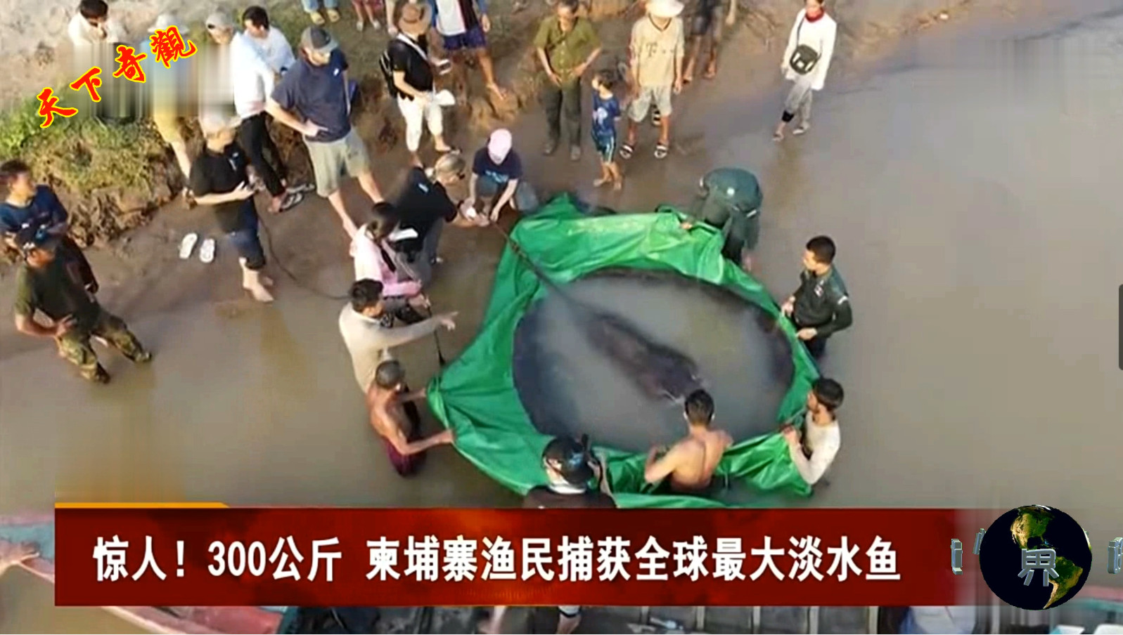 開眼界 柬漁民捕獲重300公斤淡水魚 日本國際無人機展開幕驚人 300公斤 高棉漁民捕獲全球最大淡水魚 歡度 澳洲 天天看點
