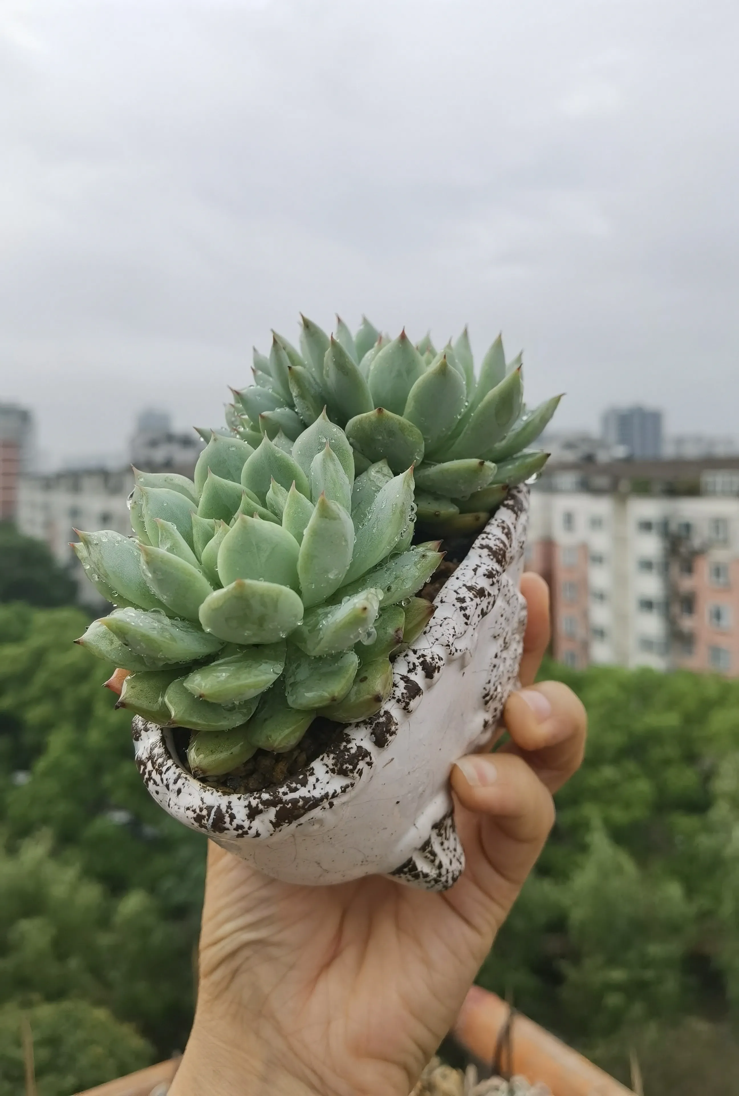 生活中的哪些小美好 多肉分享 Tp 她是景天科iconicon拟石莲花属多肉植物 据说是静夜icon和吉娃娃icon的 天天看点