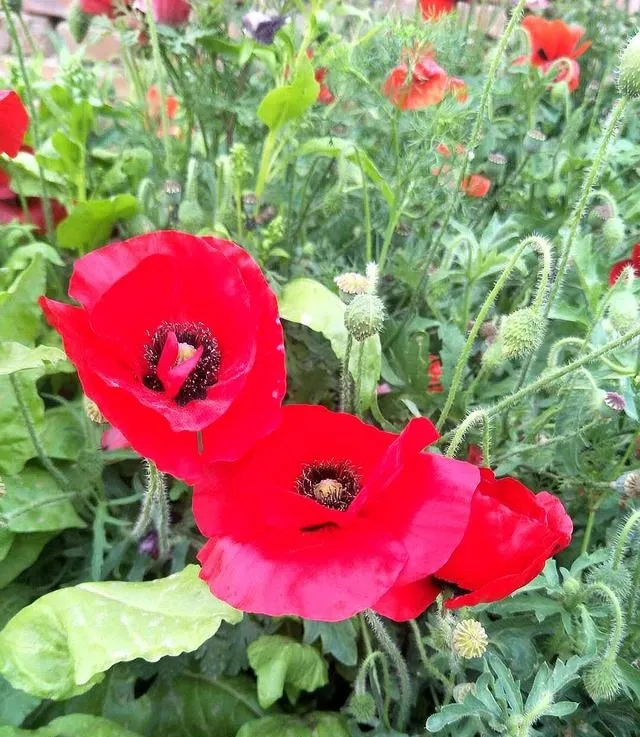 每日一花 花百科 丽春花 又名虞美人 赛牡丹 满园春 仙女蒿 虞美人草 罂粟科罂粟属草本植物 花期夏季 花色有红 白 紫 天天看点