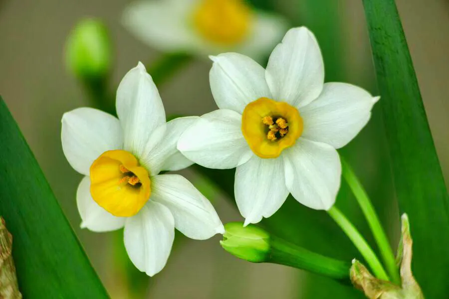 花 美丽纯洁的水仙花 水仙 清晨送上美丽的鲜花 愿你的心情也跟花一样美图片来源网络 天天看点