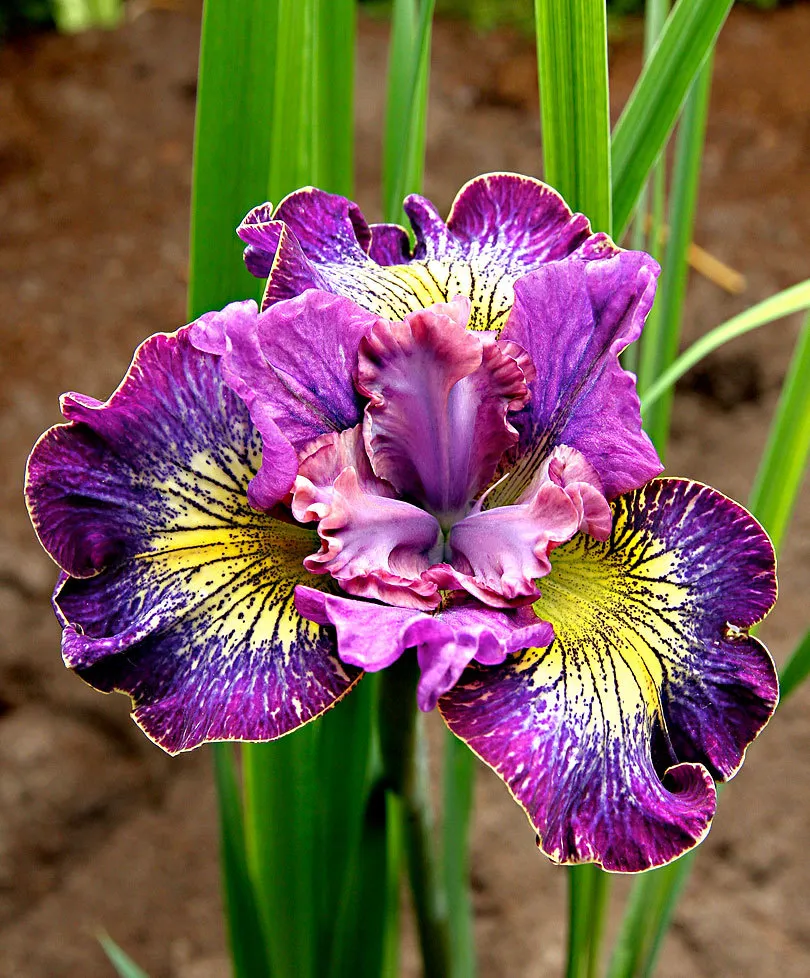 分享图片 顶级鸢尾花鸢尾花又名 蓝蝴蝶 紫蝴蝶 扁竹花等 鸢尾属约300种 原产于中国中部及日本 是法国的国花 鸢尾花主