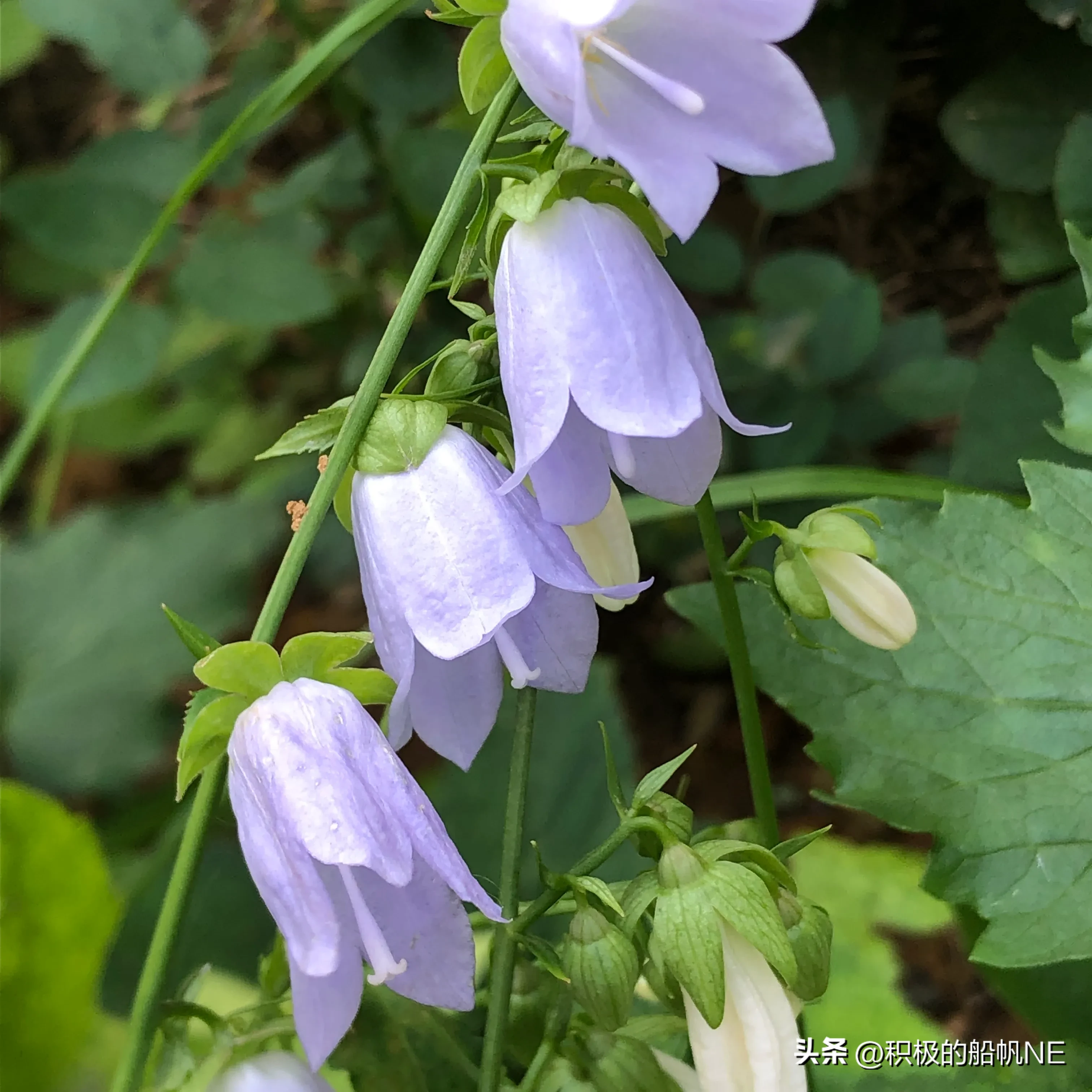 一種藍色的小花 有人說是鈴蘭 可能是鈴蘭的一種吧 但我知道它是一種野菜 春天的嫩葉可以吃 很美味的 這個季節院裡很多這種