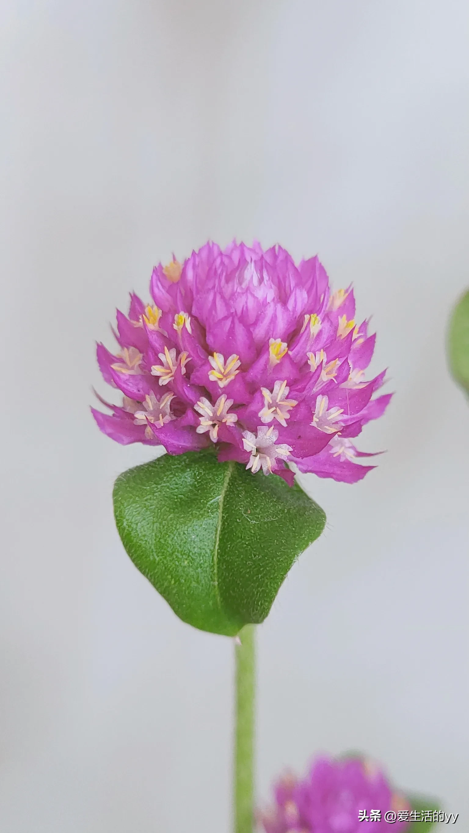 一棵千日紅的主枝幹上會長出許多側枝 每個側枝頂端會開出一朵桃紅色的花 花瓣層疊 形成一個小花球 花色經久不衰 能紅千日 天天看點