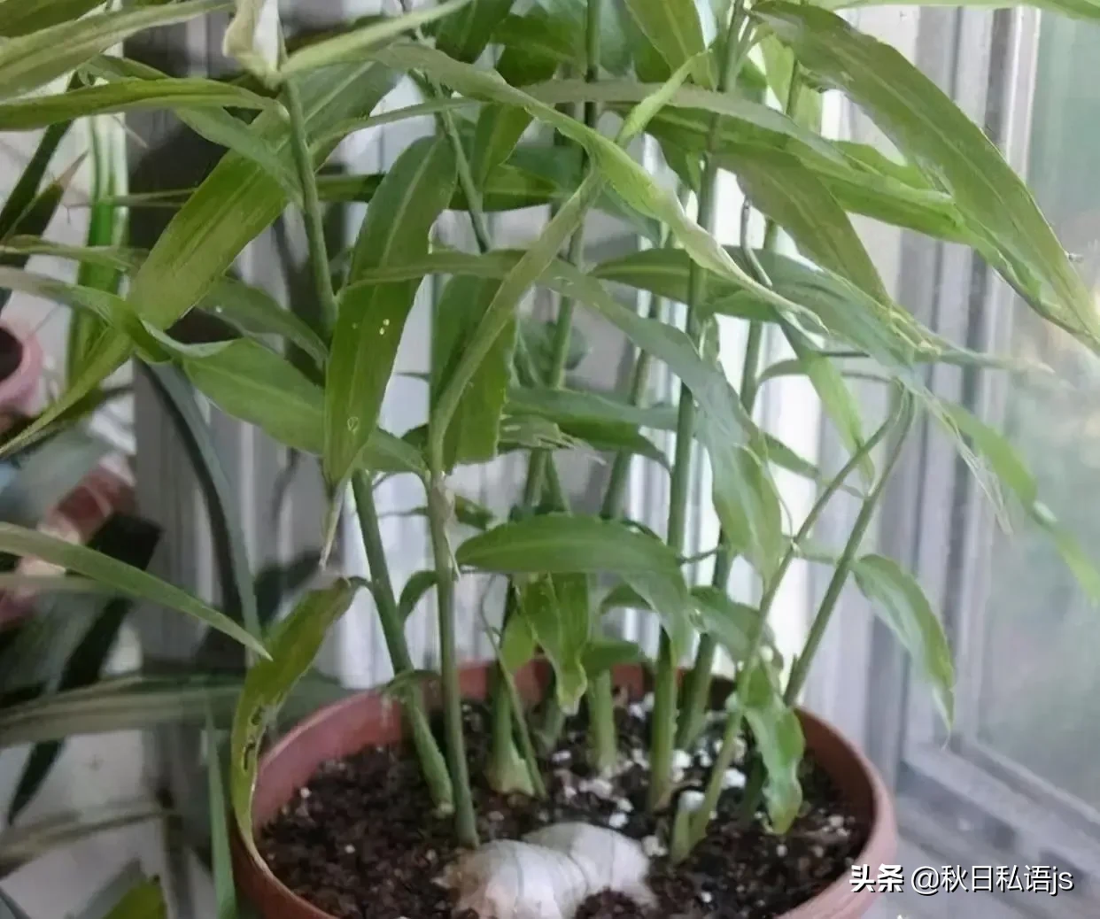 农技科普大赛 手机随手拍美照 夏天生姜吃不完容易发芽 可以把生姜发芽的部分切下来直接放在水里 或者埋在小花盆里 就可