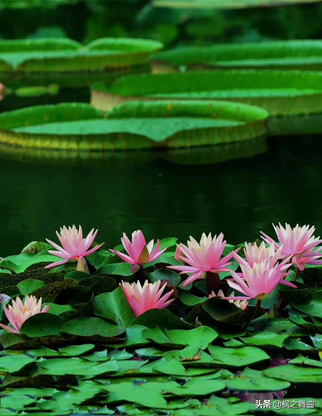 就浅过一下夏天吧 打卡挑战局 夏日鉴片官 一种睡在水面上的花 大家称它为睡莲花 你看它 亭亭玉立 清爽自在 神色安