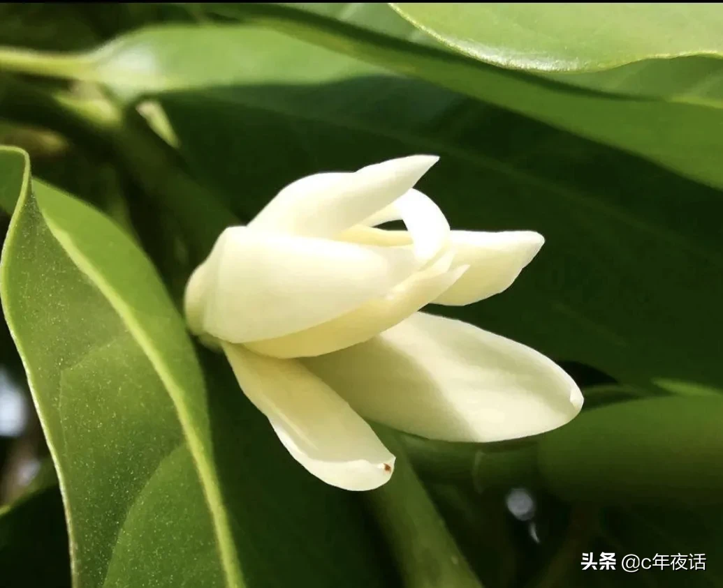 夏花之白蘭花 白蘭花是常綠喬木 花潔白清香 夏秋間開放 花期長 葉色濃綠 為著名的庭園觀賞樹種 花可提取香精