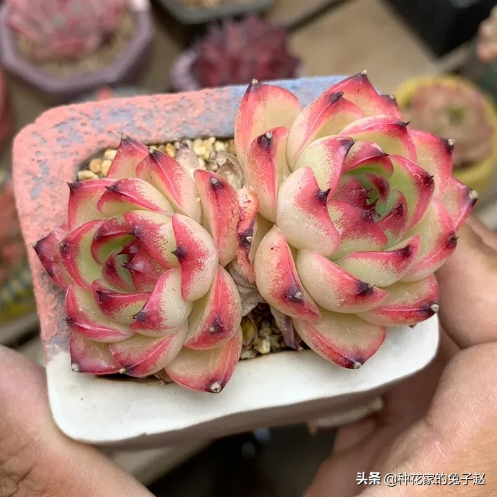 今日份的美肉共賞 全是帶尖尖的圖123 月亮石 篝火 石英雜圖456 羅密歐 北極熊 吉娃娃圖7 間諜 綠爪 紅顔蜜 天天看點