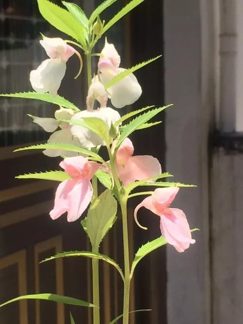 鳳仙花有很多用處 白鳳仙花可以治療灰指甲 鮮草搗爛後可以治療皮膚腫痛 毒蛇咬傷 鳳仙花可以做成沐浴精 口紅 染發素等 還 天天看點