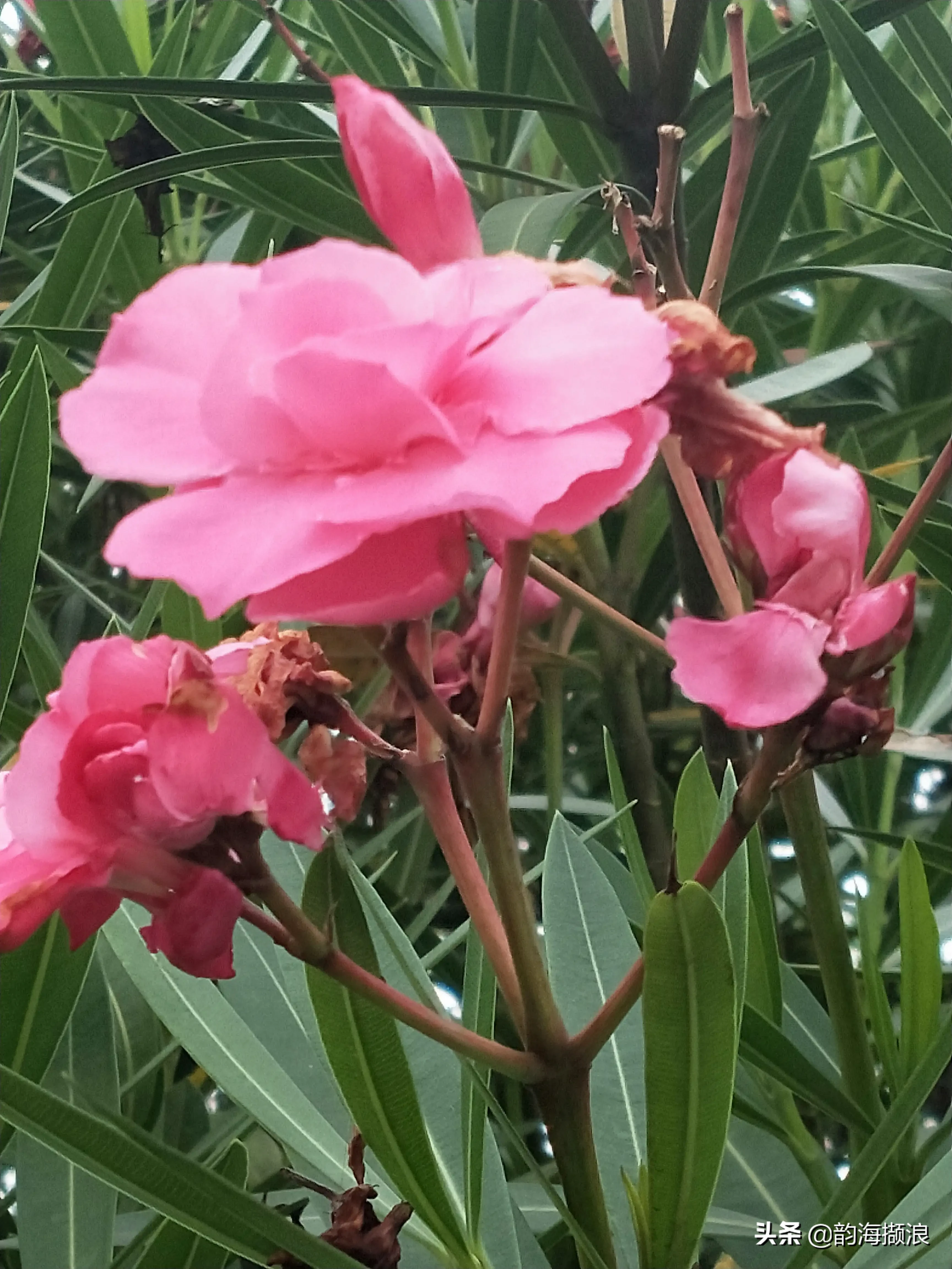 夏日赏花时刻 仲夏尽管是绿肥红瘦季节 但夏花们蓬蓬勃勃地开着 不比芳草们逊色 图一 夹竹桃 妾容似桃萼 郎心如竹枝 天天看点