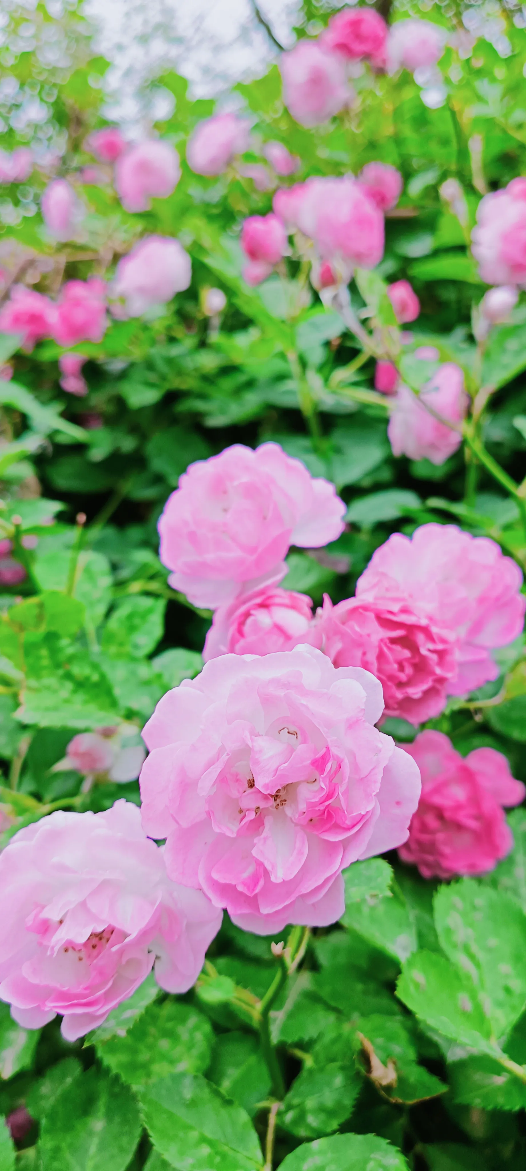 五月阳光正媚 蔷薇花 儿开 仿佛进了童话世界蔷薇属于蔷薇科 蔷薇的叶子呈卵形 花颜色有红 白 深桃红 黄和紫 蔷薇花 拥 天天看点