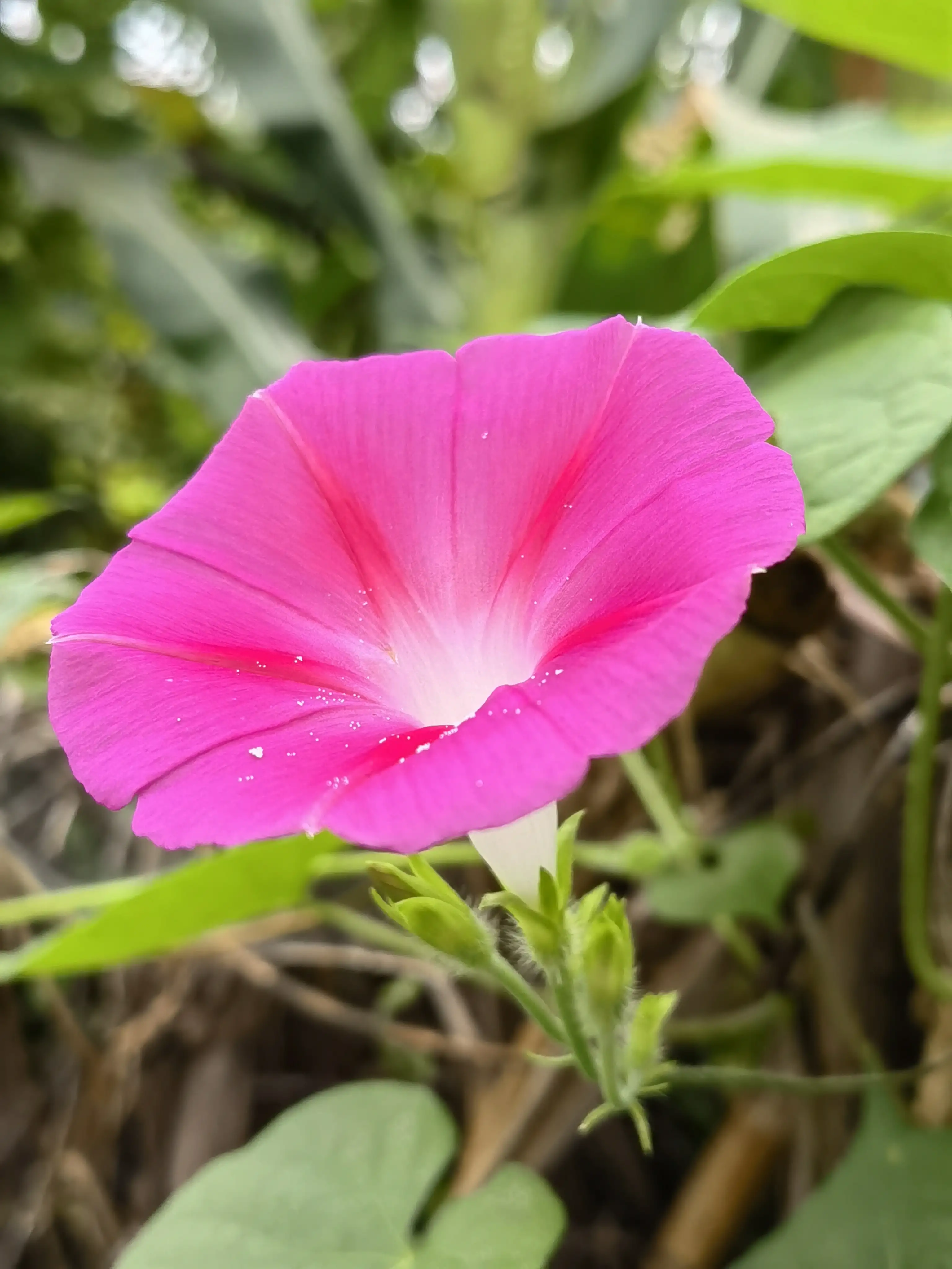 粉色的大花牽牛花 牽牛花一般在春天播種 夏秋開花 花期5月至10月 大都朝開午謝 其品種很多 花的顔色有藍 绯紅 桃紅 天天看點