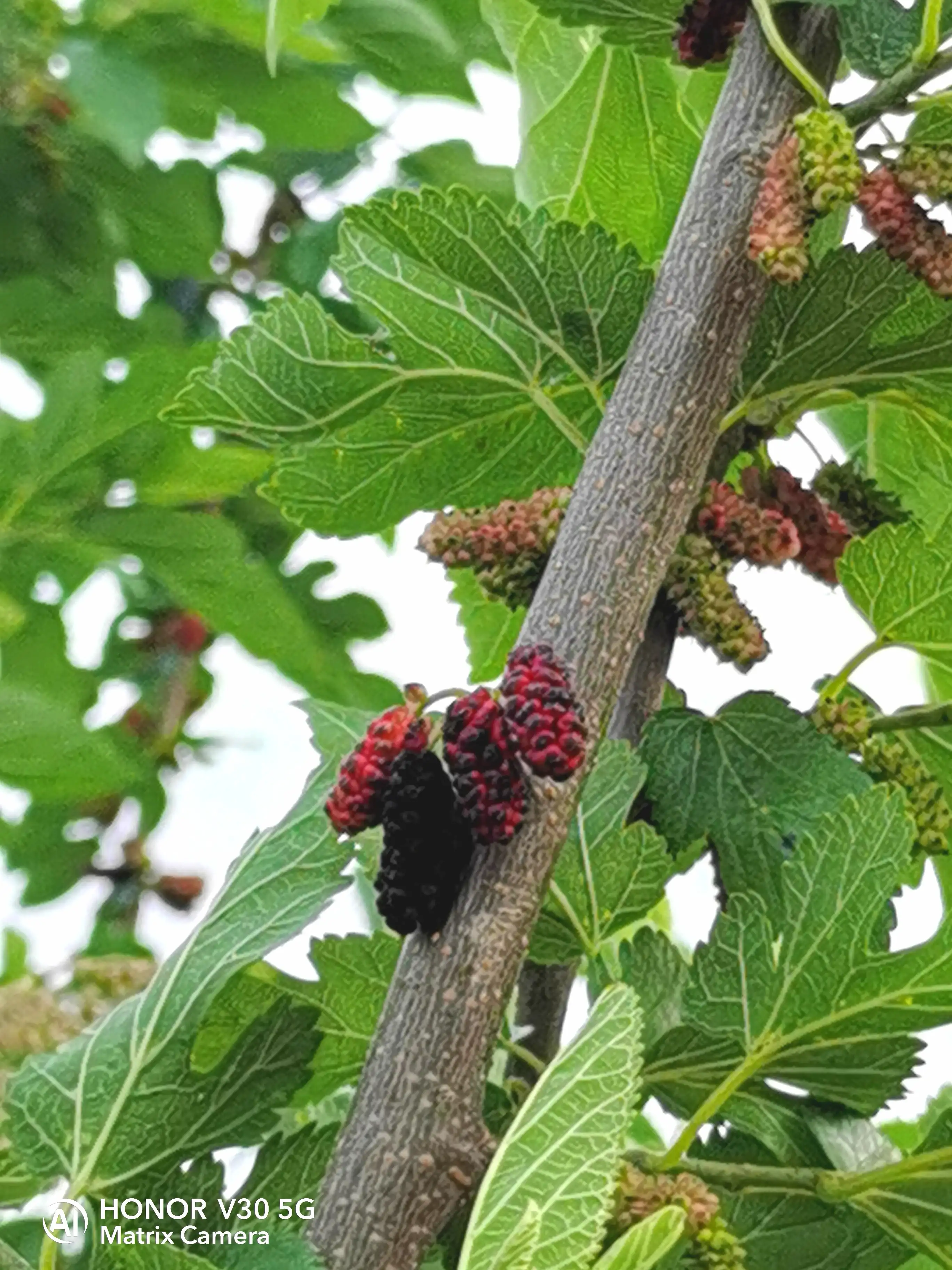 On The Way To Walk I Saw Wild Mulberry Trees, The Mulberry Fruit Is Ripe,  Picked A Few To Taste, Sweet And Sour, Very Tasty! I Remembered When I Was  A Child