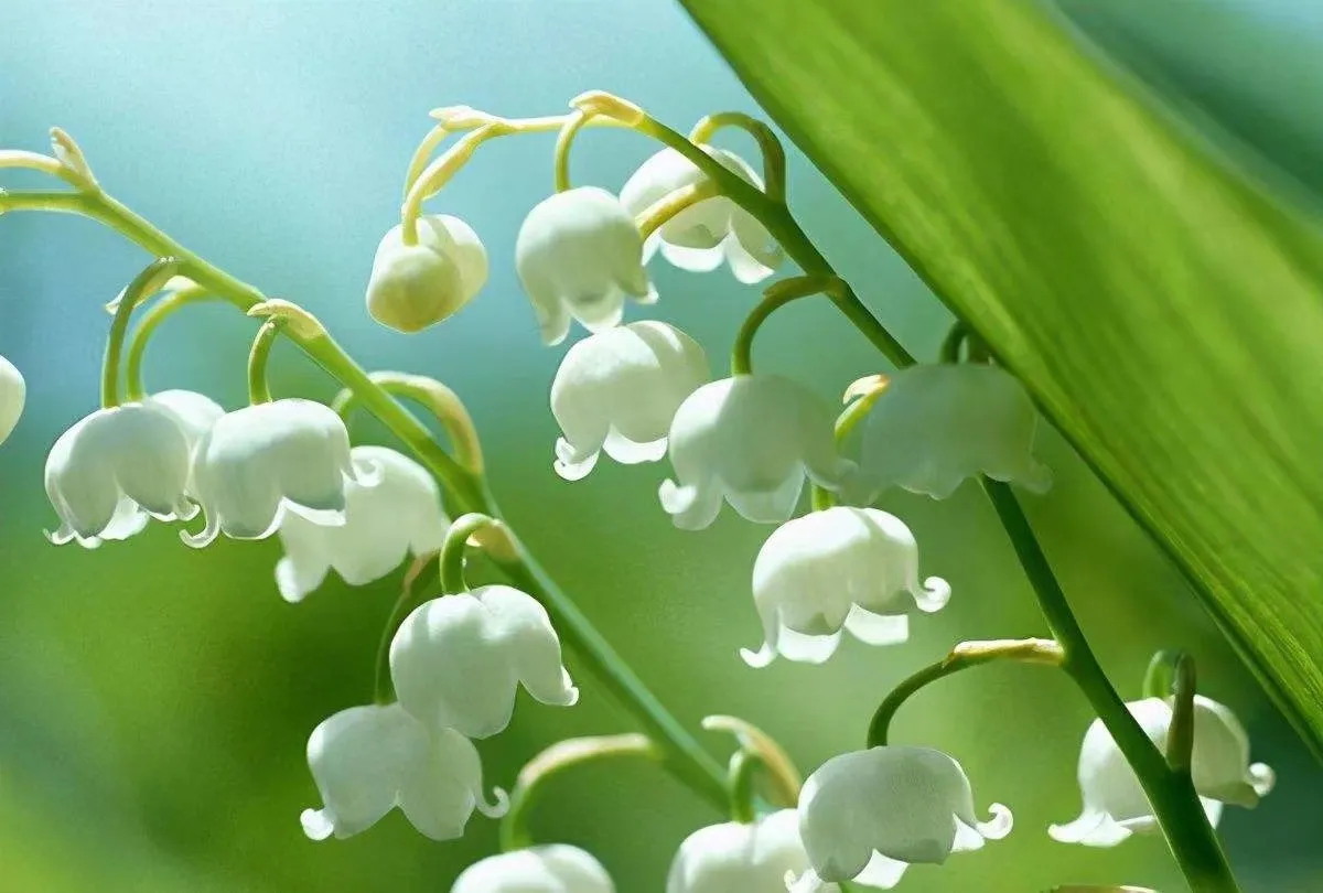 今天分享鈴蘭花 玫瑰 送心 钤蘭花語 是一個花語領域術語 象征着幸福永駐 它的花語是幸福歸來 求抱抱 希望大家可以找