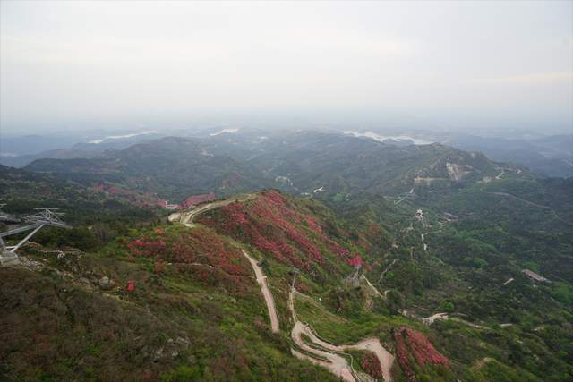 武汉春游踏青，黄陂云雾山赏杜鹃花海，登709米武汉之巅玻璃栈道