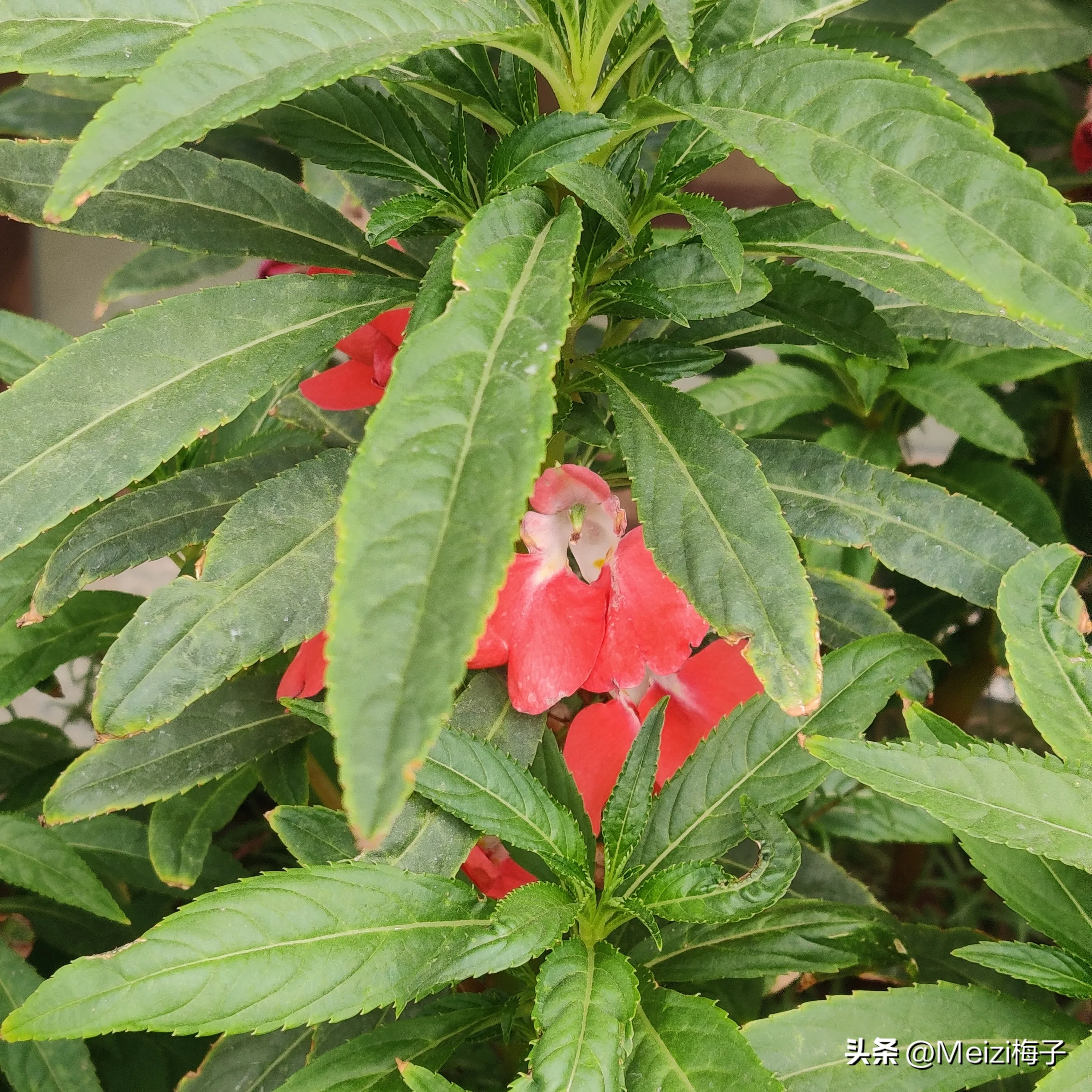 指甲花 學名鳳仙花 有多種顔色 因為這種花可以染指甲 故稱指甲花 染指甲的方法 1 晚上睡覺前 摘幾把指甲花 加一點白礬