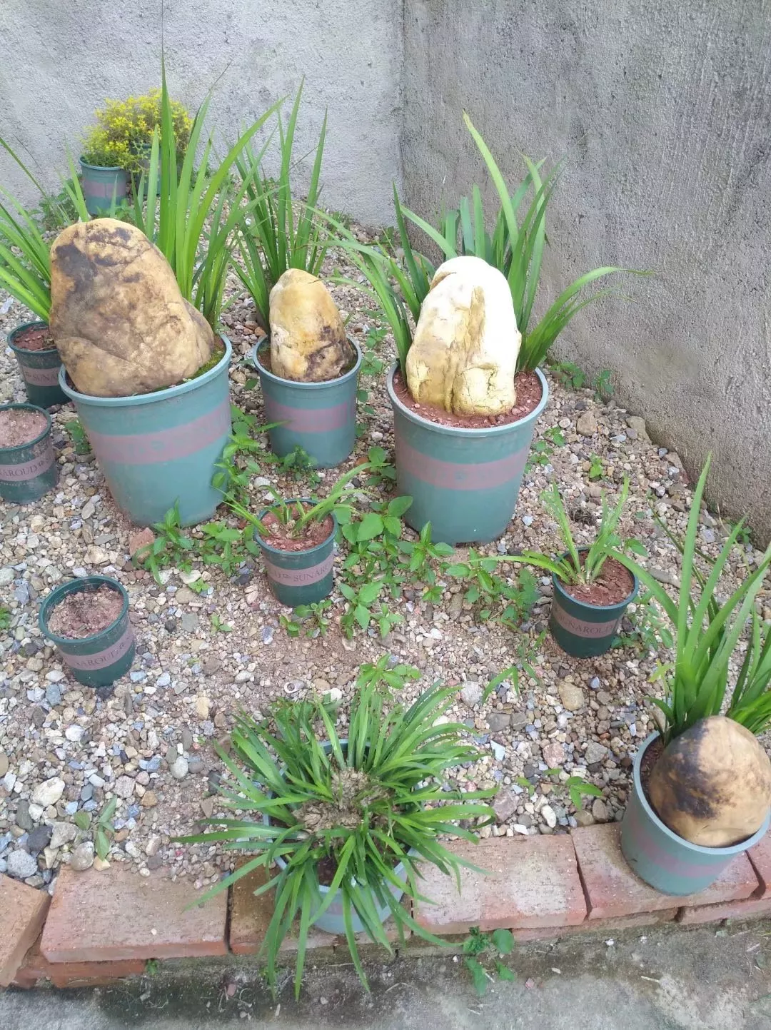 我要上微頭條 采挖到的野生石菖蒲 做成盆栽養家裡觀賞性很好 葉子全年綠色很養眼的 放在室内外都可以有裝飾作用 石菖蒲根