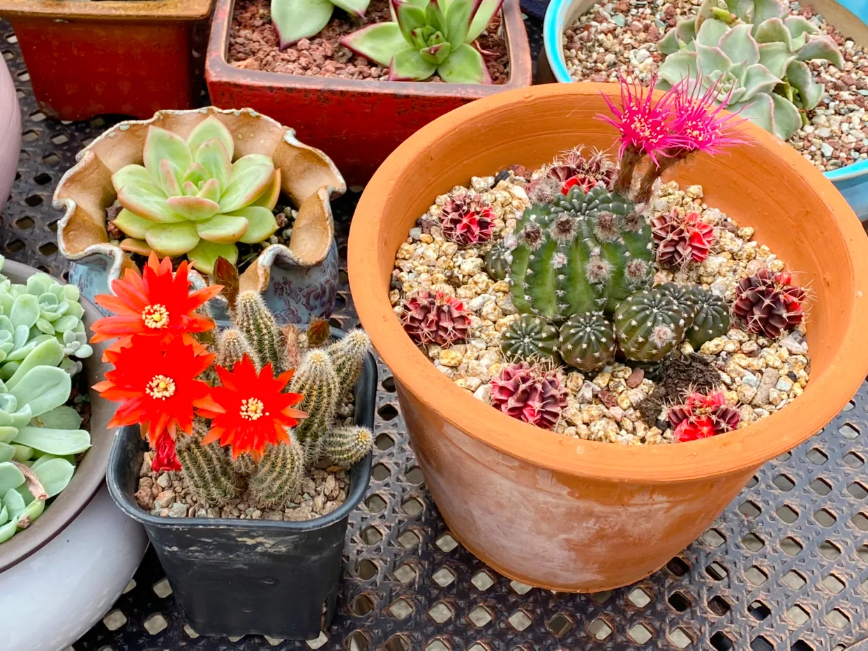 夏日花花大合集 初夏的江南 绿树已成荫 有棵仙人球 名叫阿迷歌 花开七八朵 红色太迷人 我在头条搞创作 人人能科普