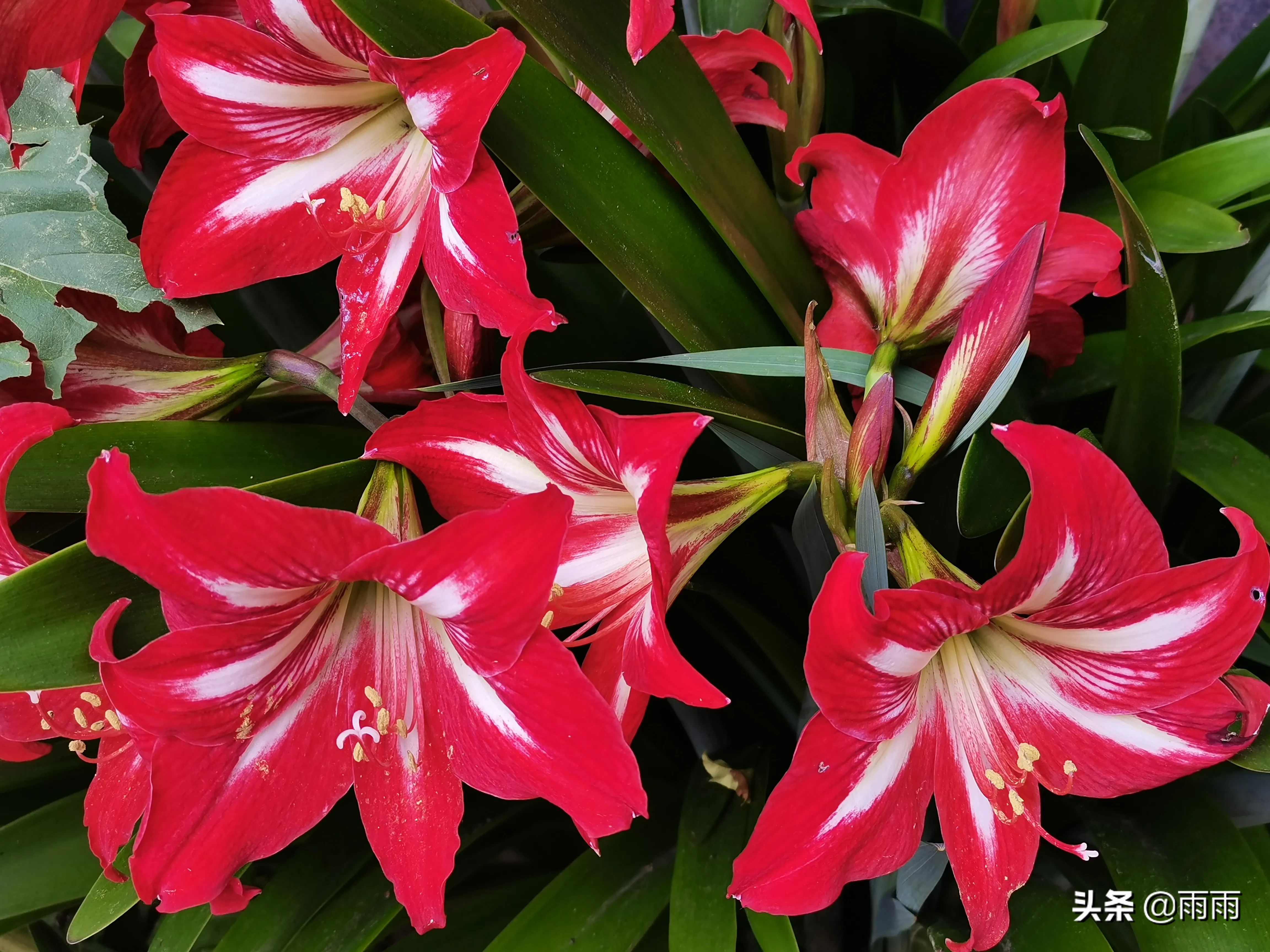 朱頂紅 蓬勃向上綻紅花 碧綠叢中映赤葩 花開在花梗頂部 花多數為紅色 可有花紋 顔色豔麗奪目 讓人遠遠就能看見 寓意鴻