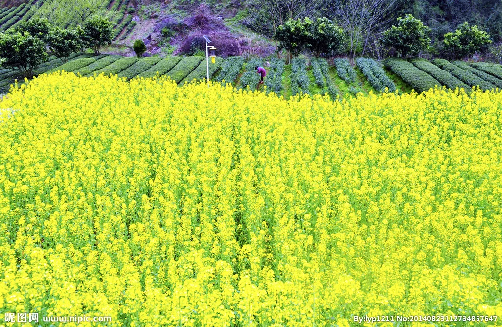 植树节，在心里种下一棵“绿树”